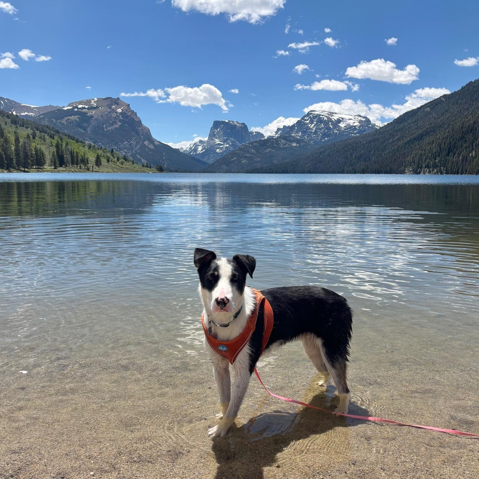 Diesel aka Danny, an adoptable Border Collie, Pit Bull Terrier in Pinedale, WY, 82941 | Photo Image 3