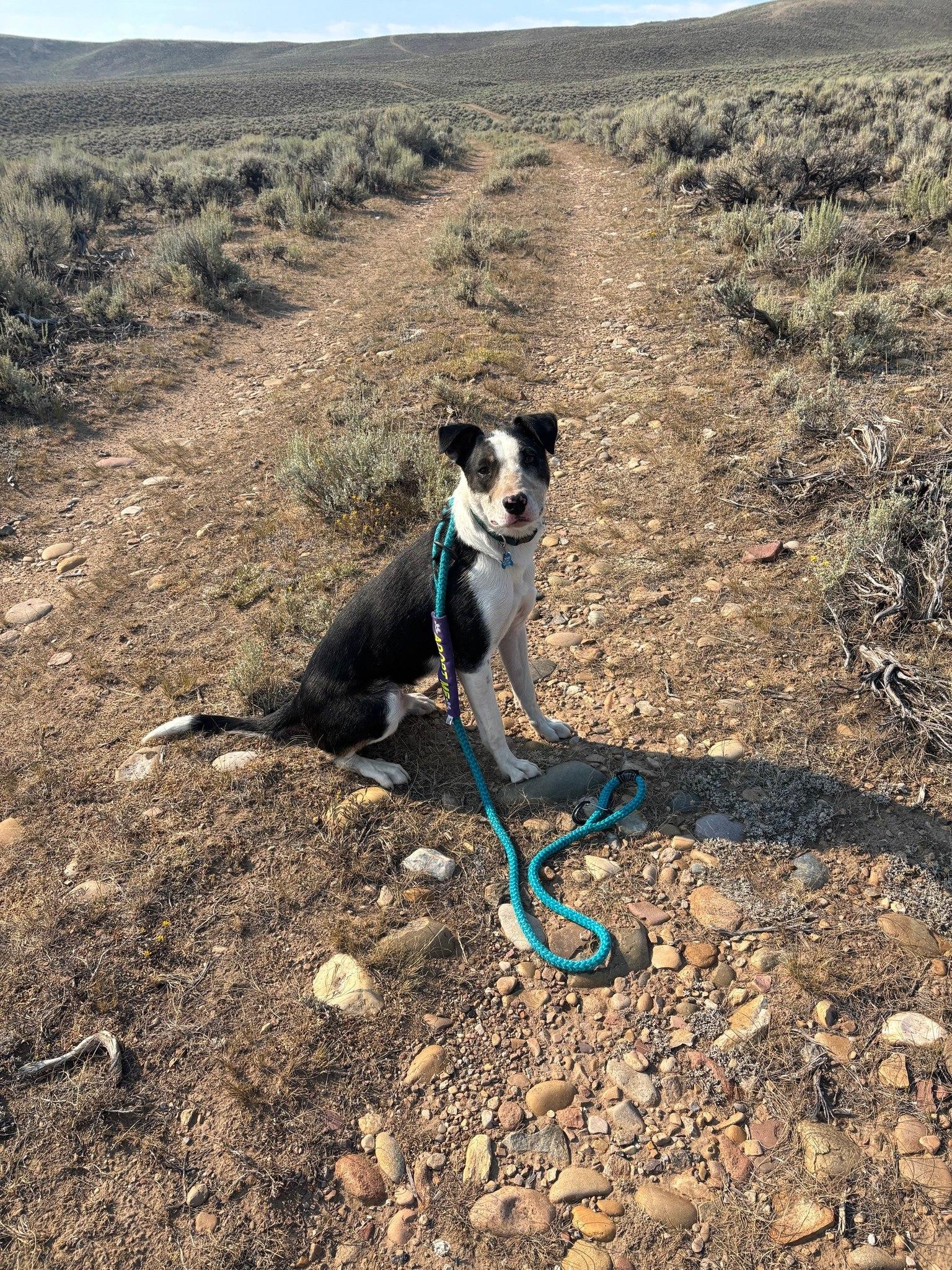 Diesel aka Danny, an adoptable Border Collie, Pit Bull Terrier in Pinedale, WY, 82941 | Photo Image 3