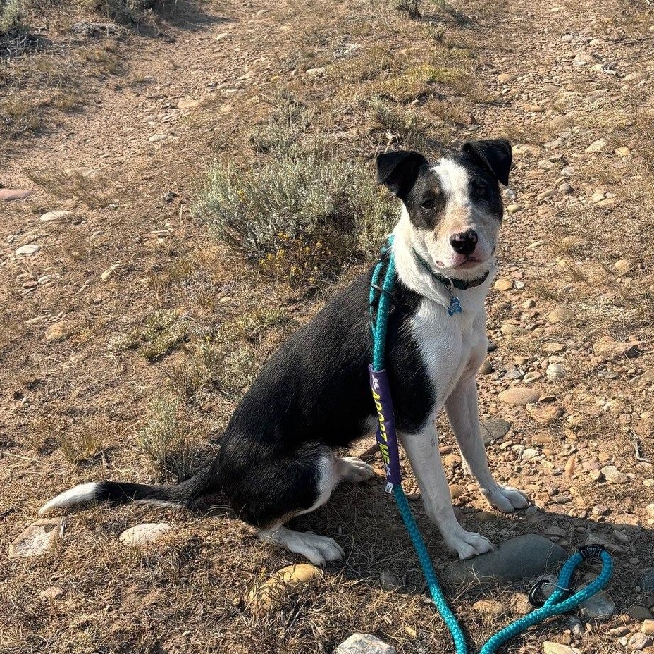 Diesel aka Danny, an adoptable Border Collie, Pit Bull Terrier in Pinedale, WY, 82941 | Photo Image 1