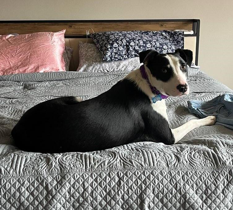 Danny, an adoptable Border Collie, Pit Bull Terrier in Pinedale, WY, 82941 | Photo Image 3