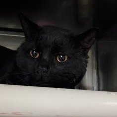 Sirius Black, an adopted mixed breed in Athens, GA image 3/3