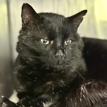 Sirius Black, an adopted mixed breed in Athens, GA image 2/3