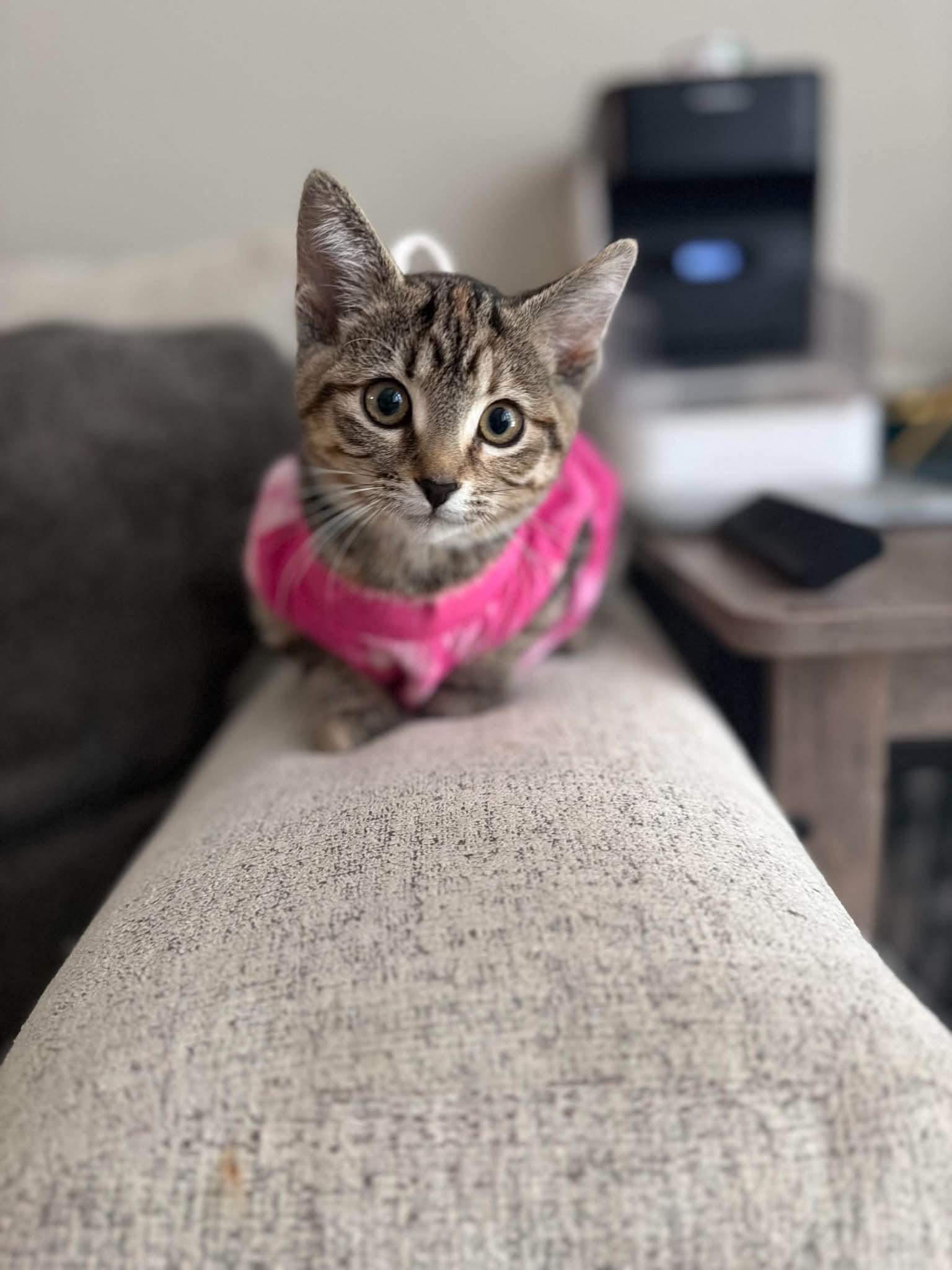 Enlarge Toffee, a Adopted Domestic Short Hair in Brampton, ON image 3/4