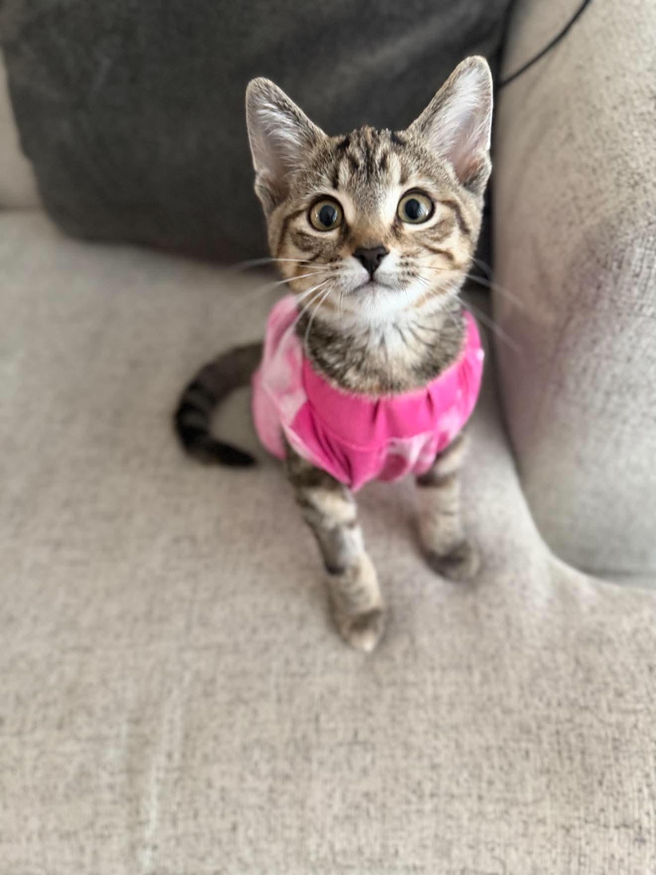 Enlarge Toffee, a Adopted Domestic Short Hair in Brampton, ON image 1/4