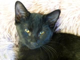 Pepper, an adopted mixed breed in Anaconda, MT image 4/4