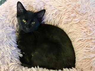 Pepper, an adopted mixed breed in Anaconda, MT image 3/4