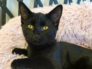 Pepper, an adopted mixed breed in Anaconda, MT image 1/4