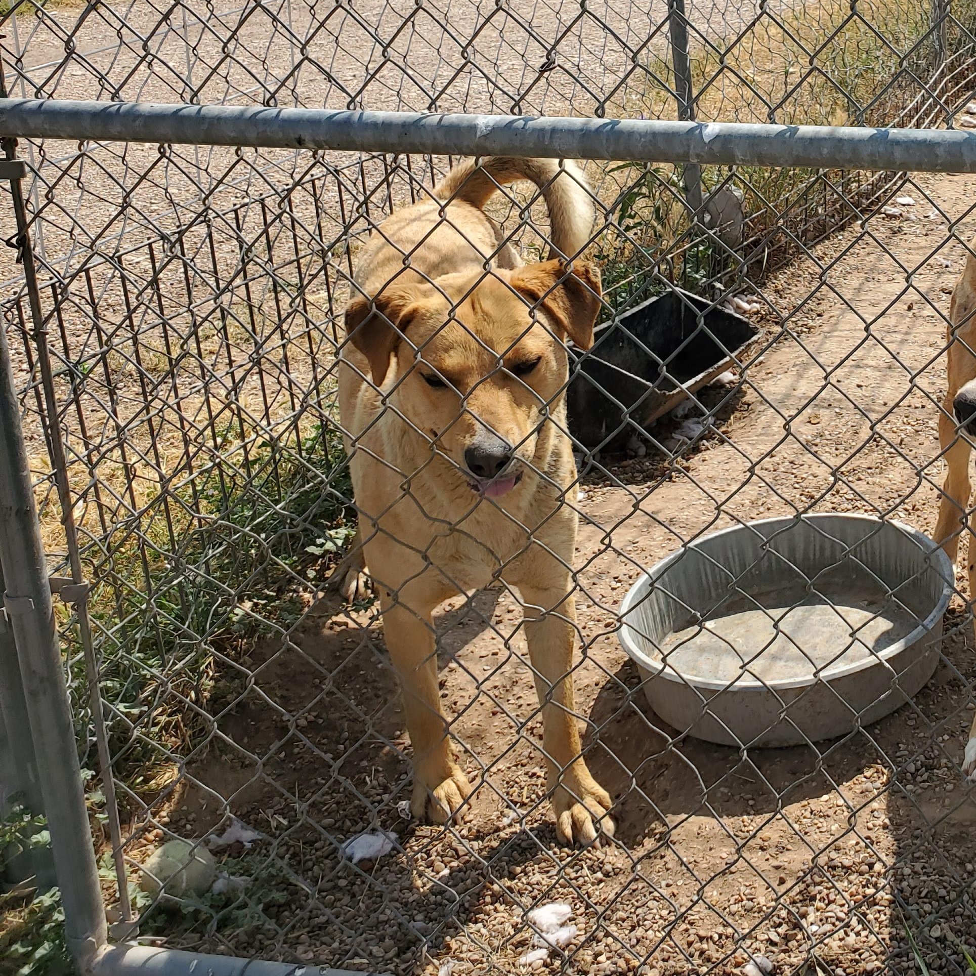 Buddy — thumbnail 2