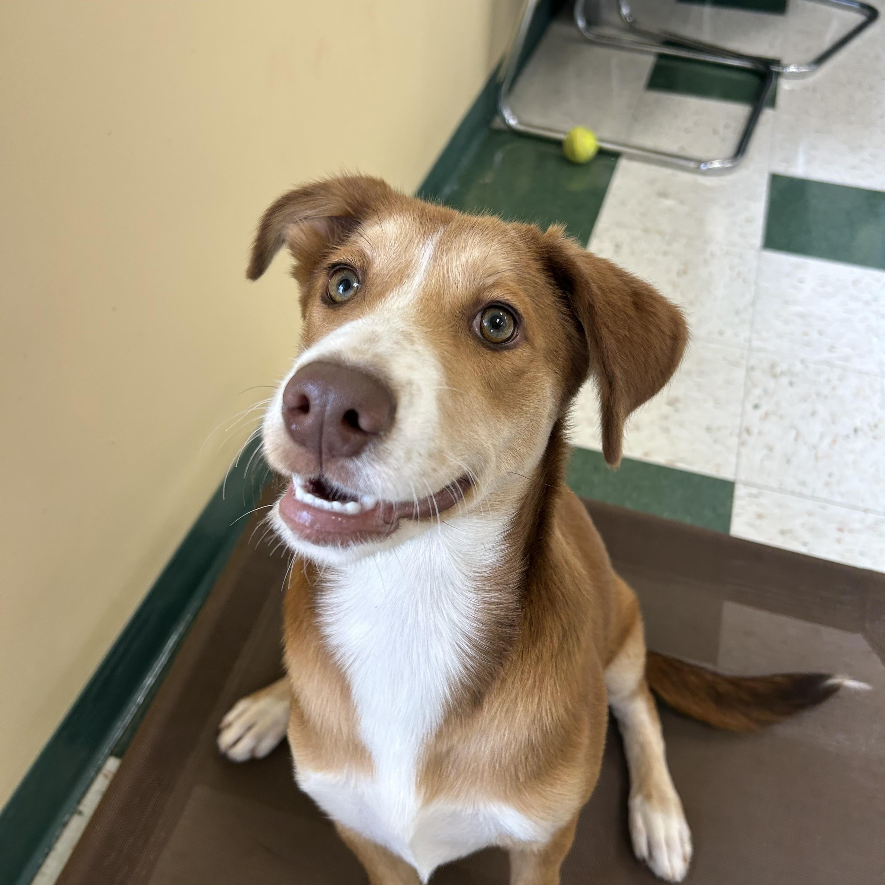 Enlarge Waffle, an adopted mixed breed in St. Joseph, MI image 1/1