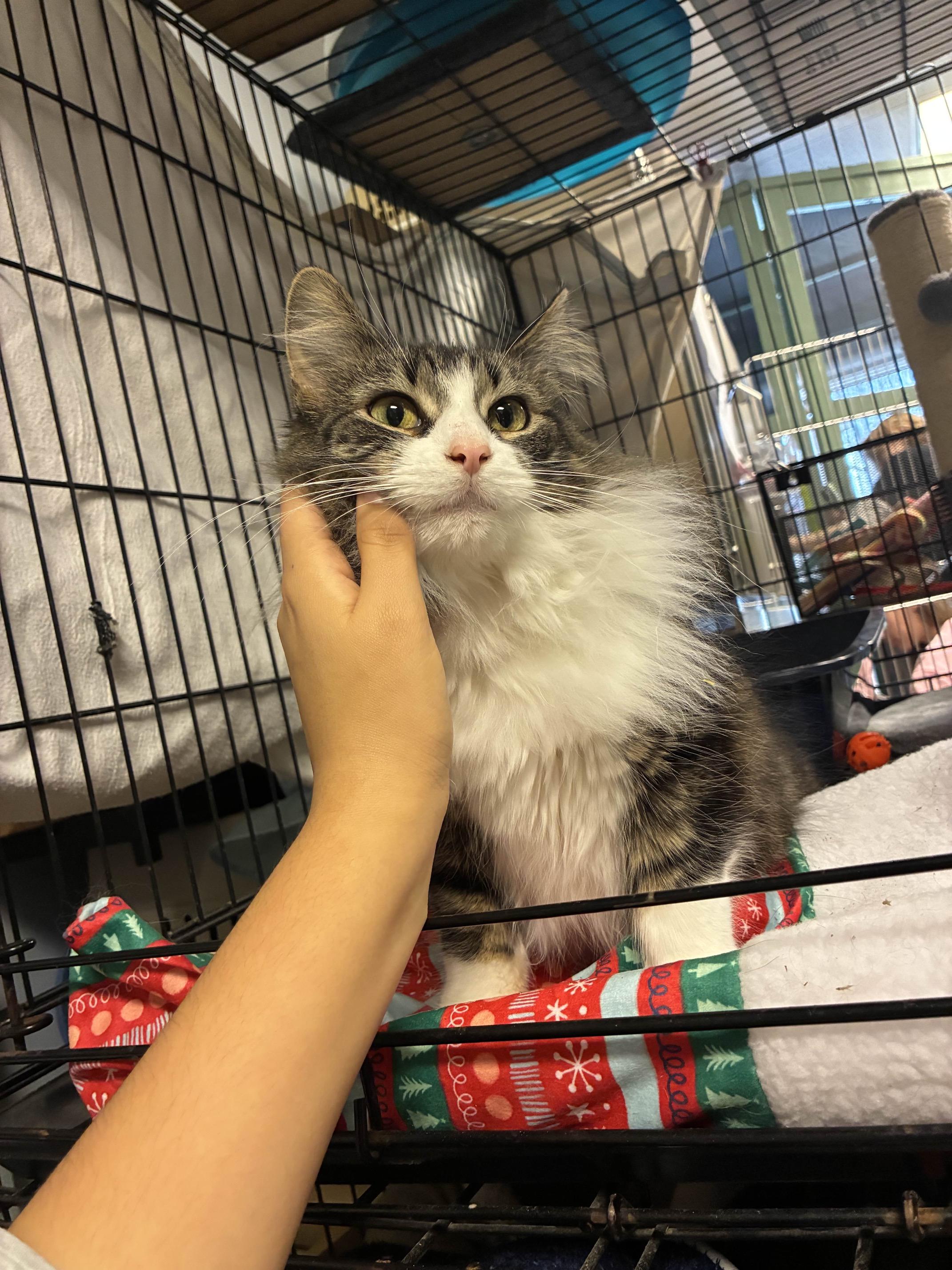 Layla, ADOPTABLE, Adult Female Domestic Medium Hair.