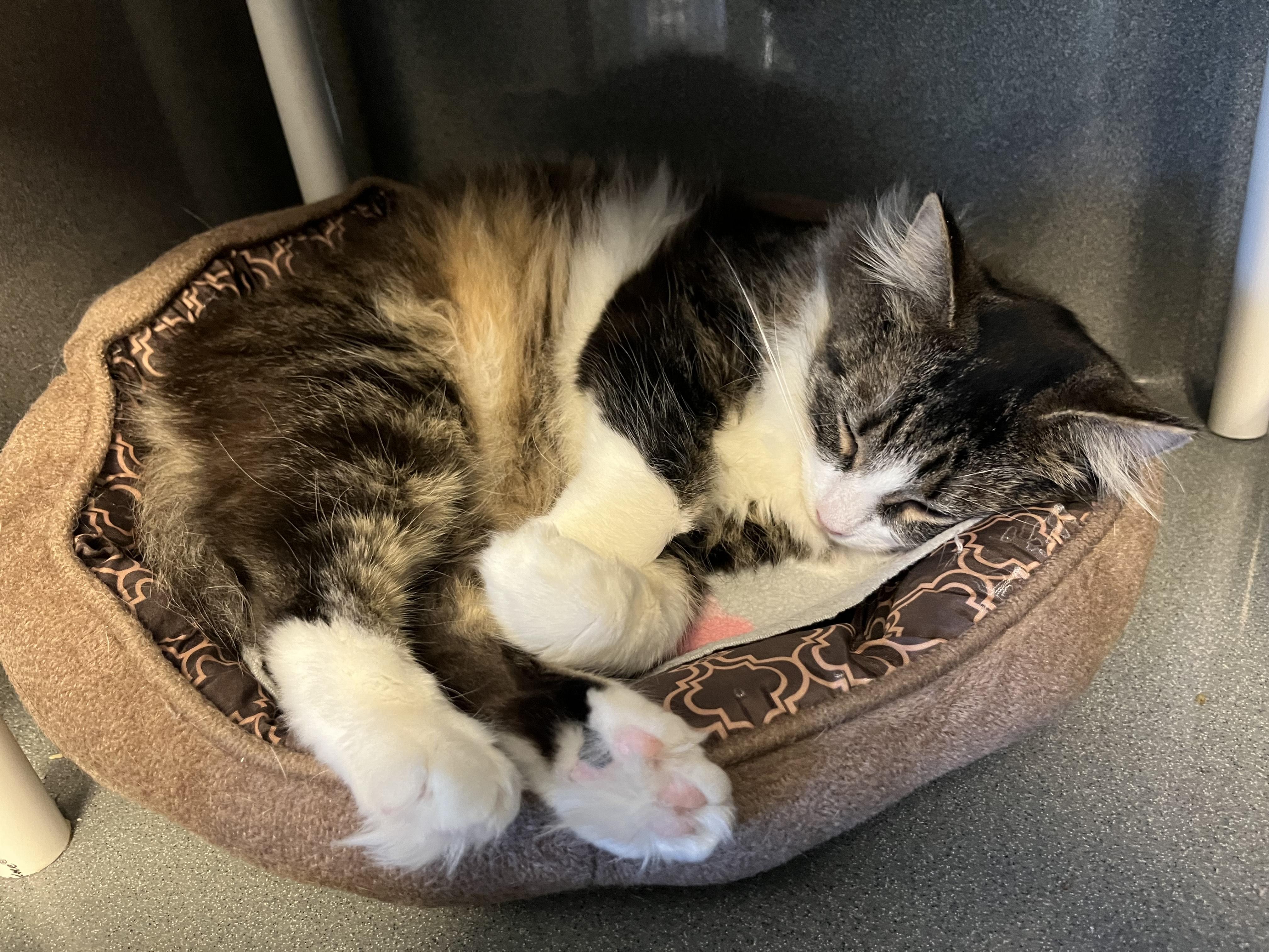 Enlarge Layla, a ADOPTABLE Domestic Medium Hair in Oberlin, OH image 3/4