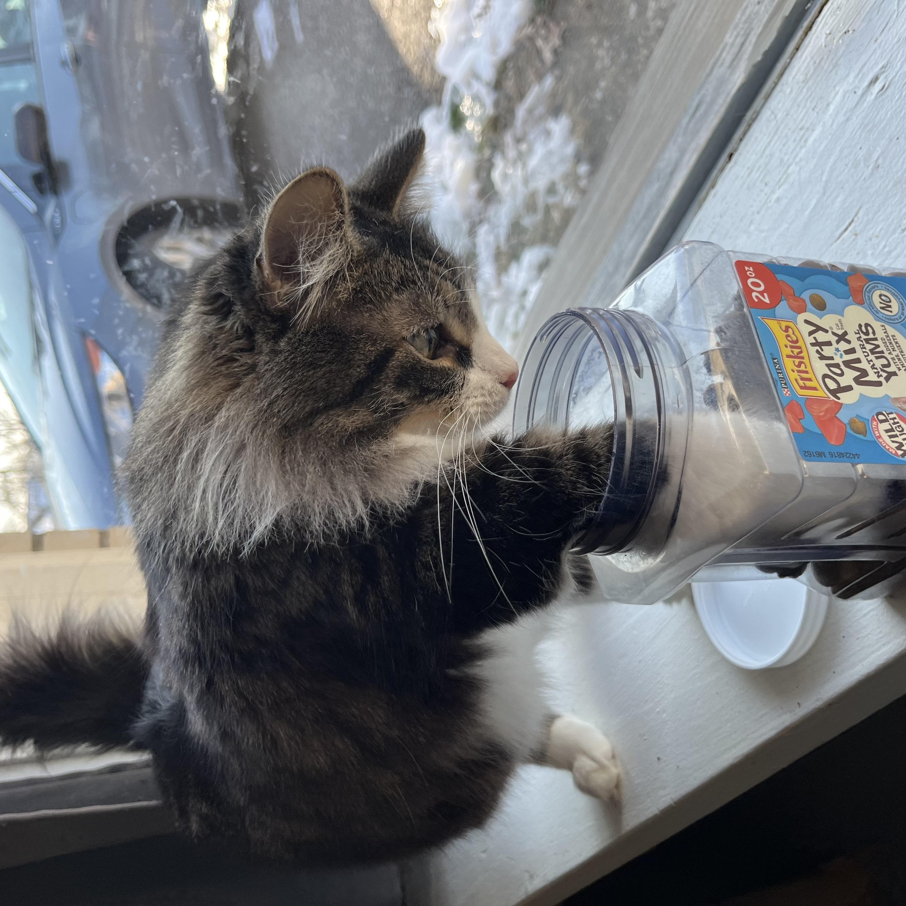 Enlarge Layla, a ADOPTABLE Domestic Medium Hair in Oberlin, OH image 4/4