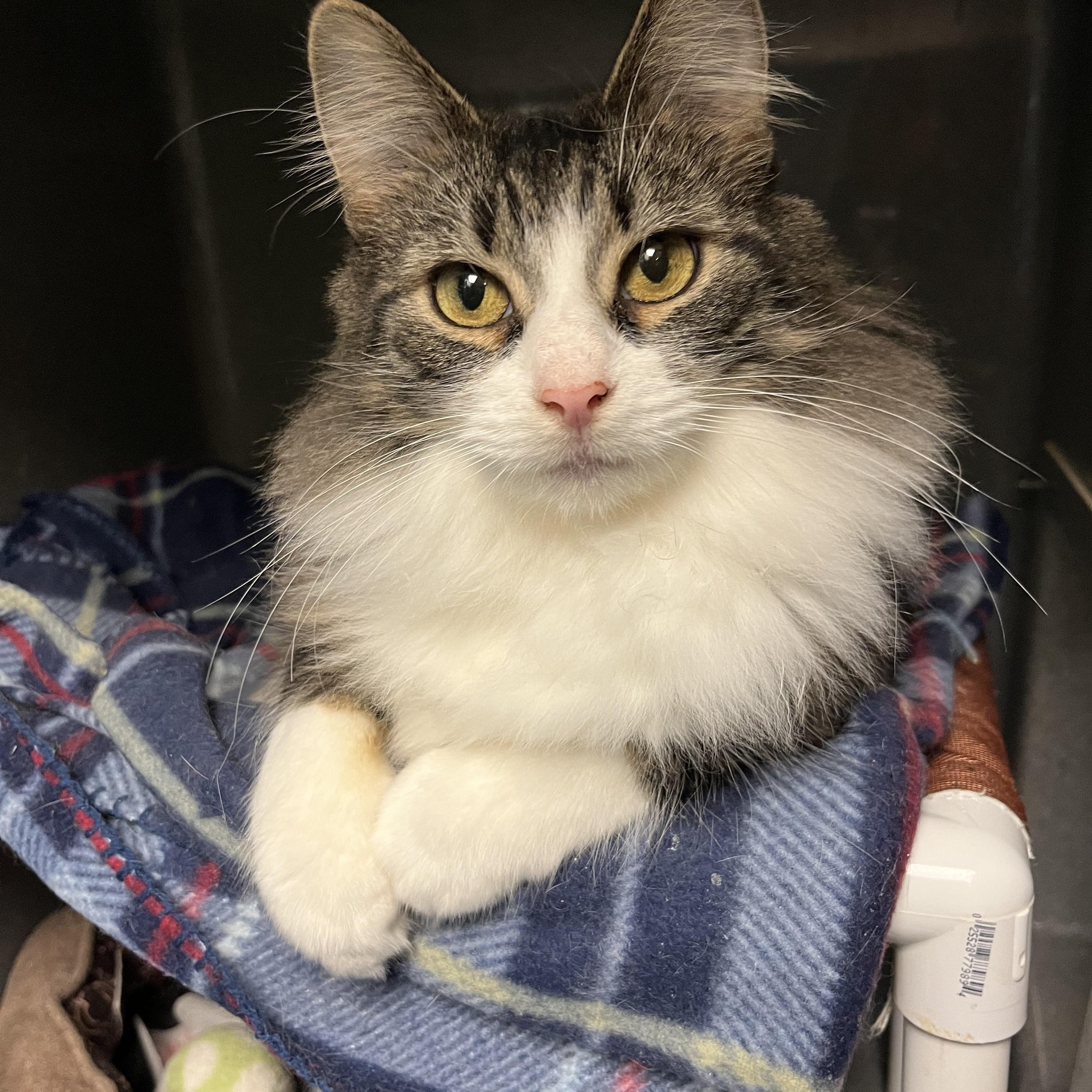 Layla, ADOPTABLE, Adult Female Domestic Medium Hair.