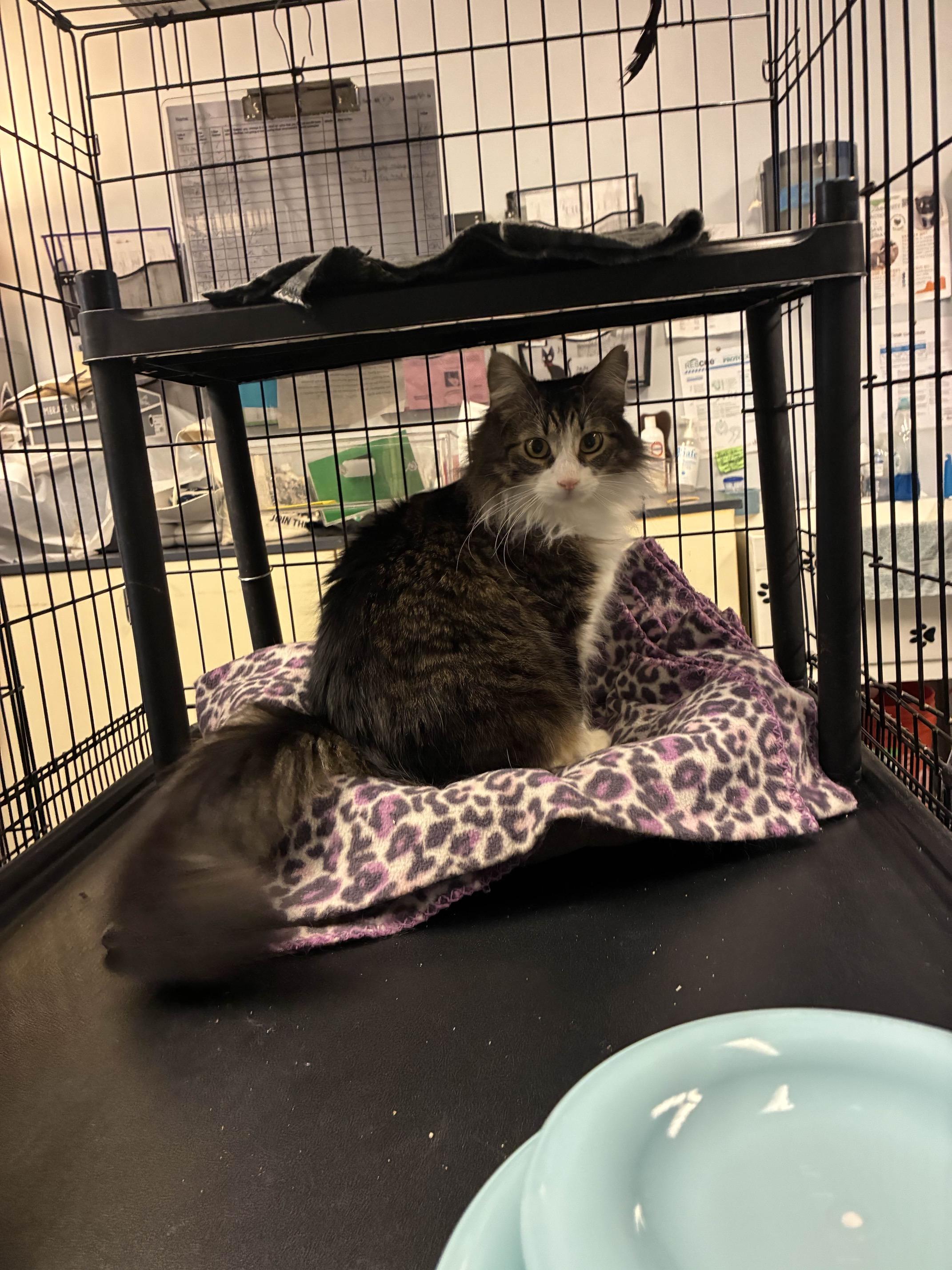 Enlarge Layla, a ADOPTABLE Domestic Medium Hair in Oberlin, OH image 3/6