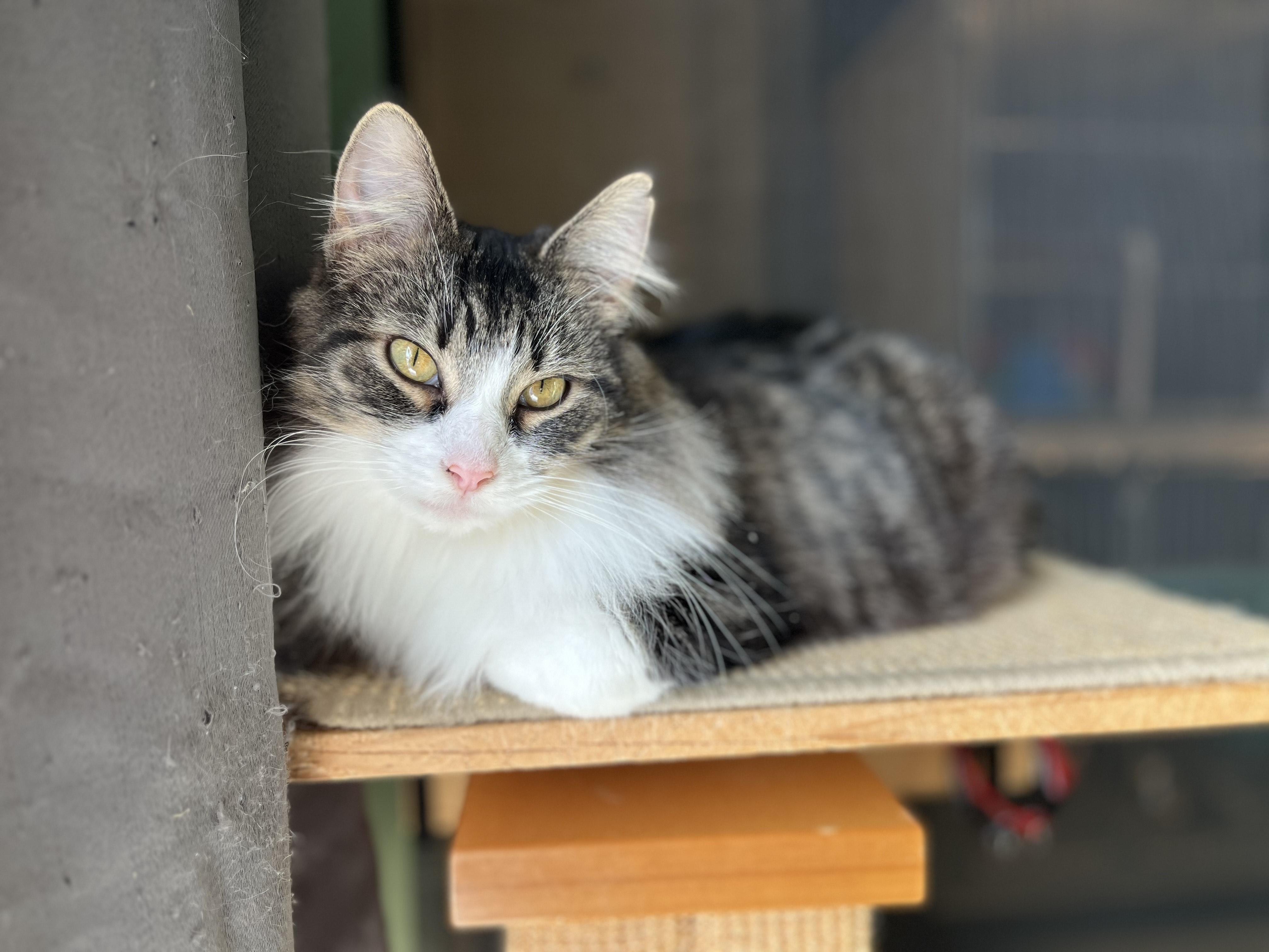 Enlarge Layla, a ADOPTABLE Domestic Medium Hair in Oberlin, OH image 2/4
