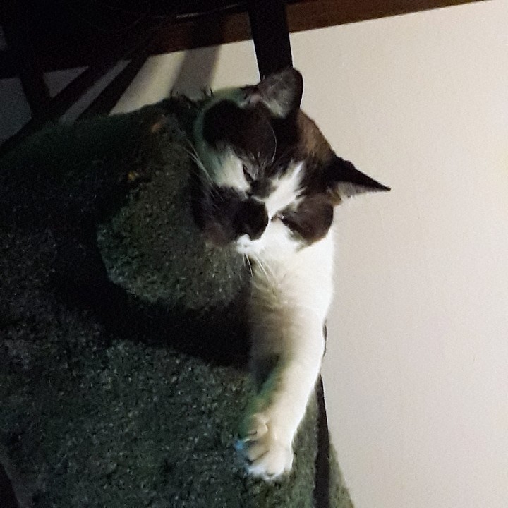 Enlarge Smudge, a Adopted Siamese in Crystal, MN image 2/2