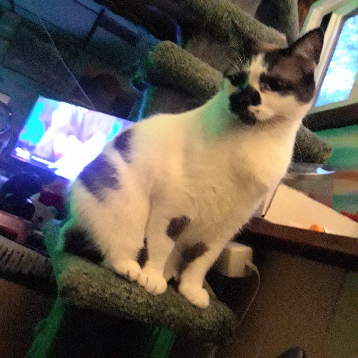 Smudge, Adopted, Adult Female Siamese.