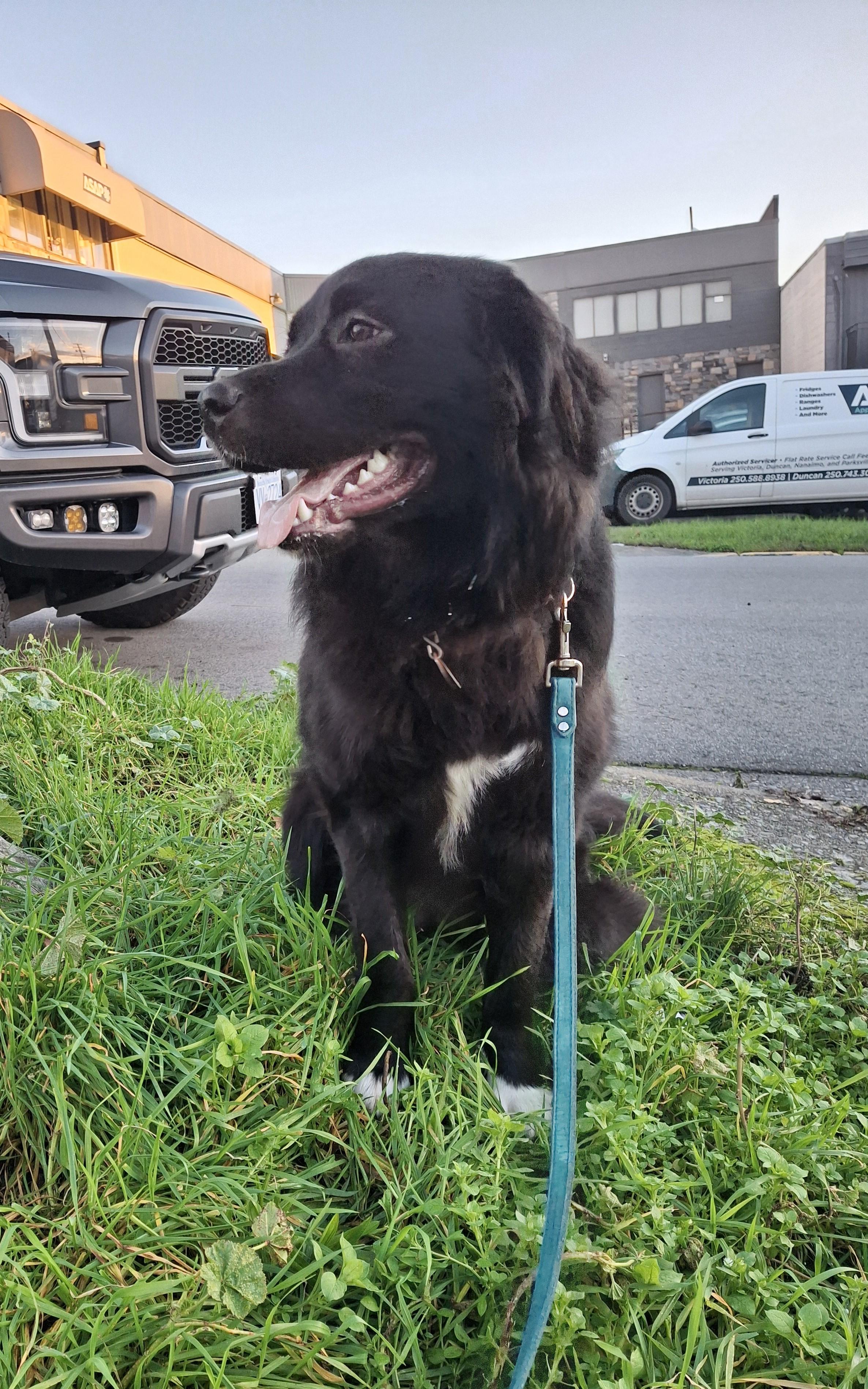 Enlarge June, a ADOPTABLE mixed breed in Victoria, BC image 5/5