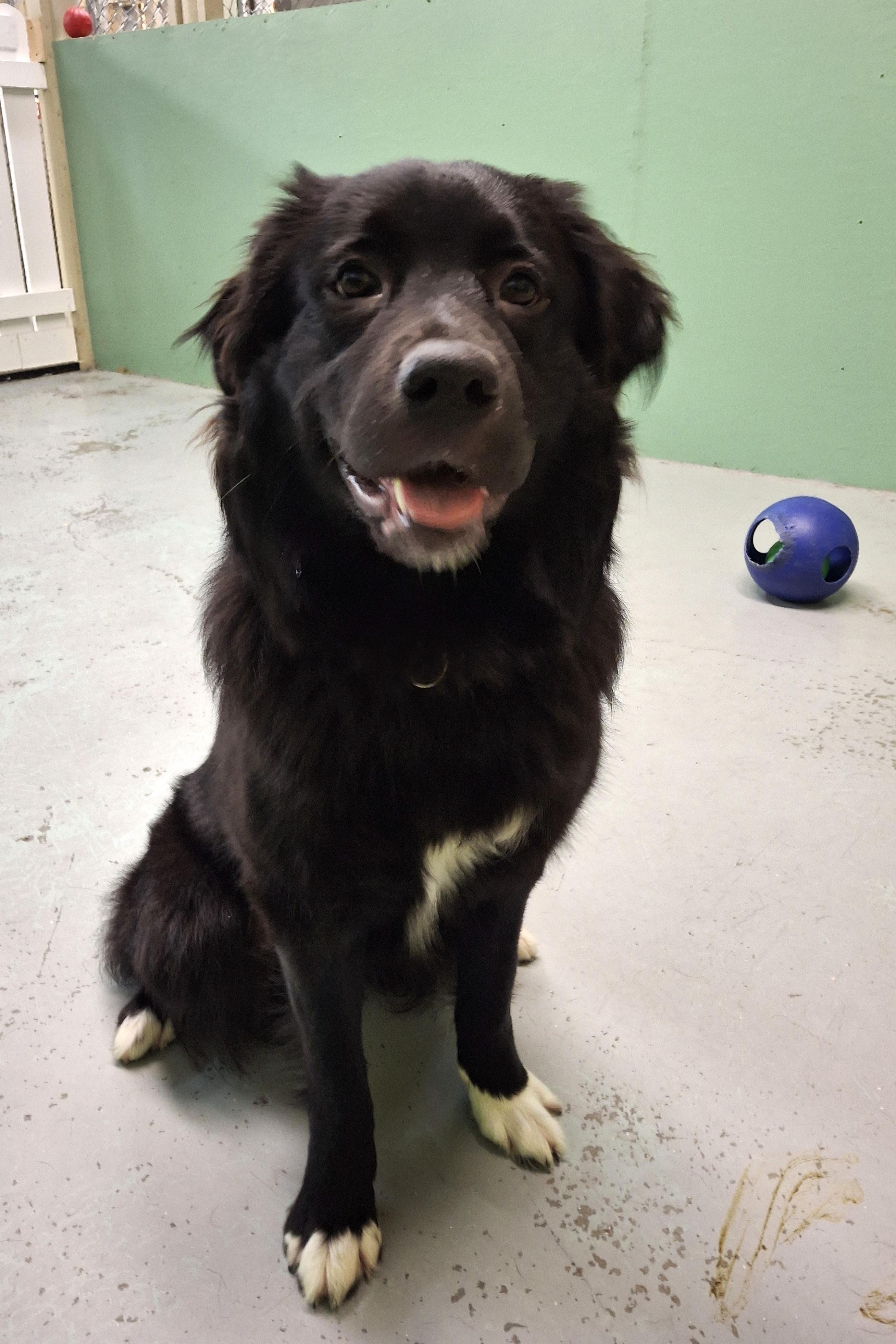 Enlarge June, a ADOPTABLE mixed breed in Victoria, BC image 4/5