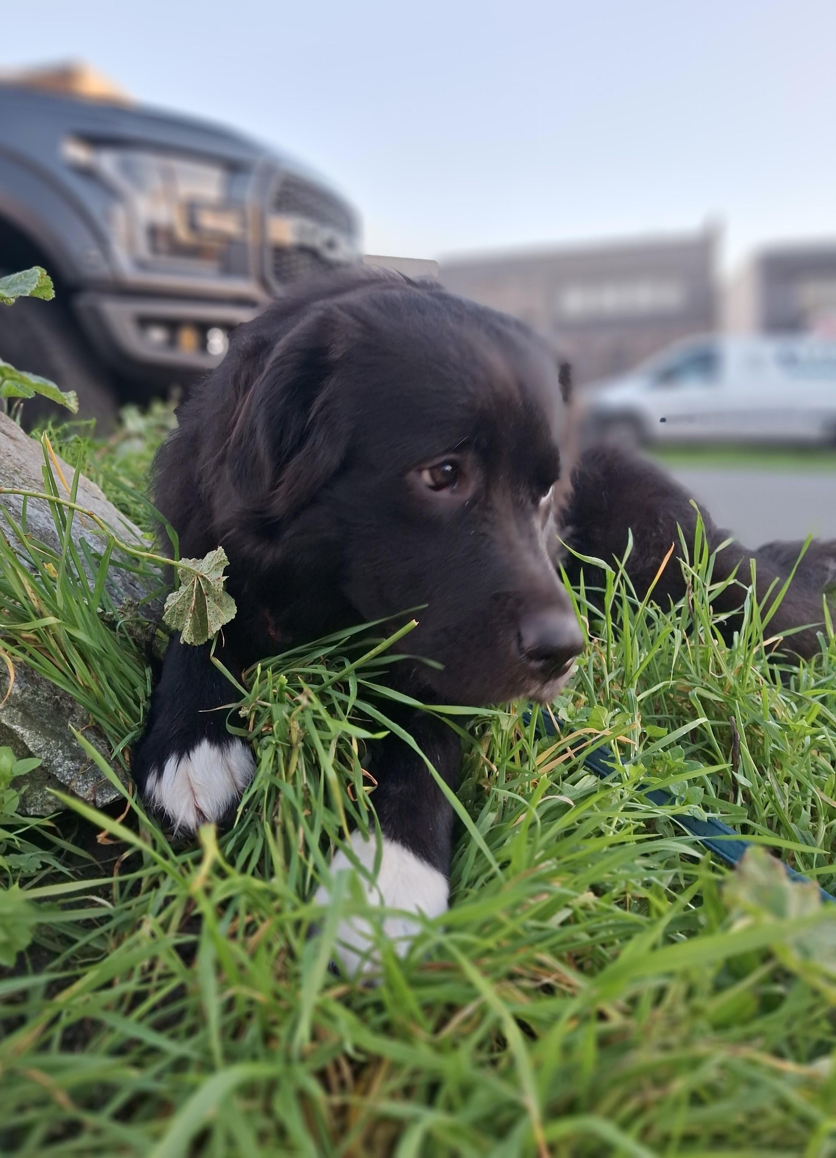 June, ADOPTABLE, Young Female Border Collie & Great Pyrenees.