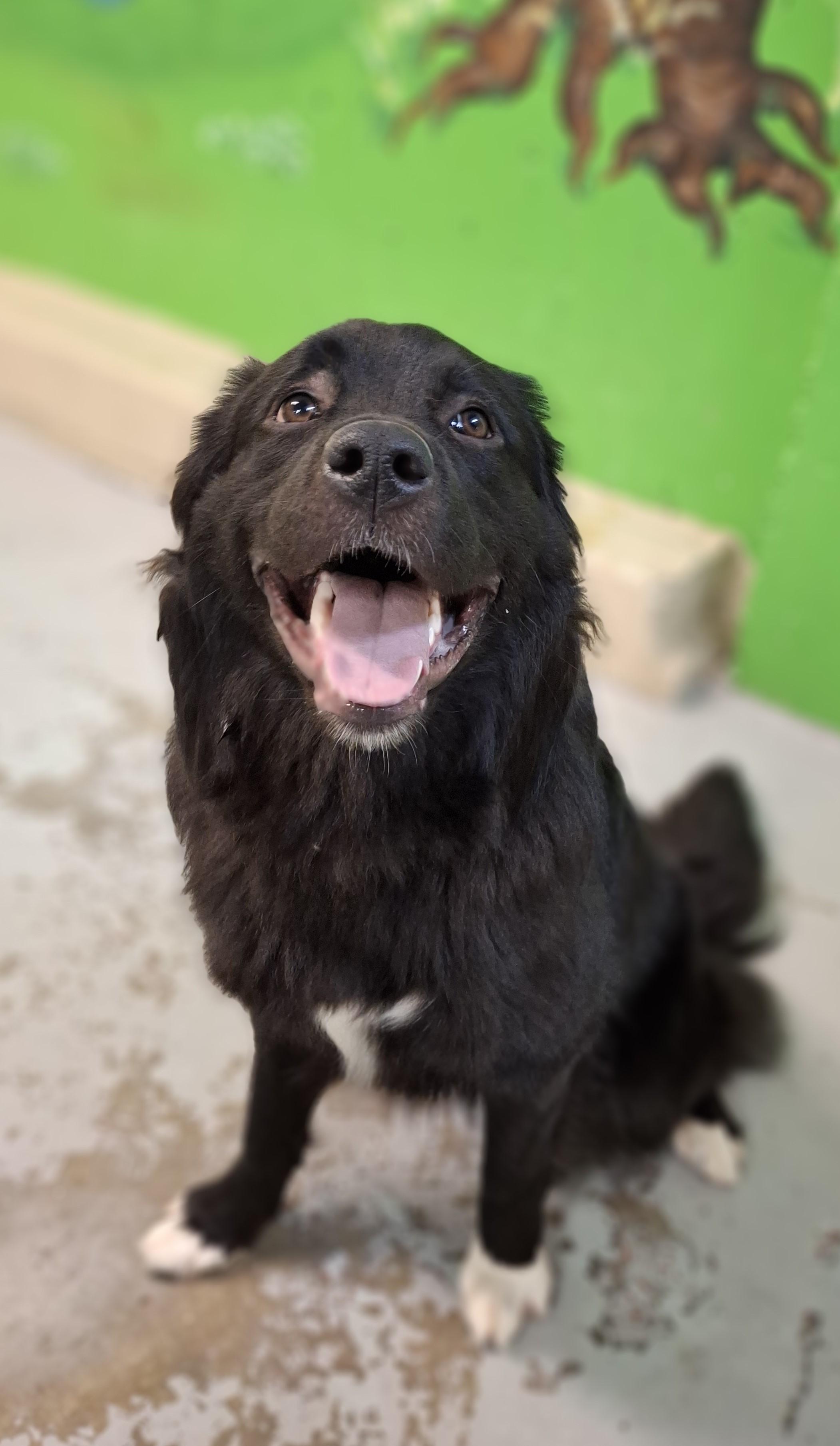 Enlarge June, a ADOPTABLE mixed breed in Victoria, BC image 2/5