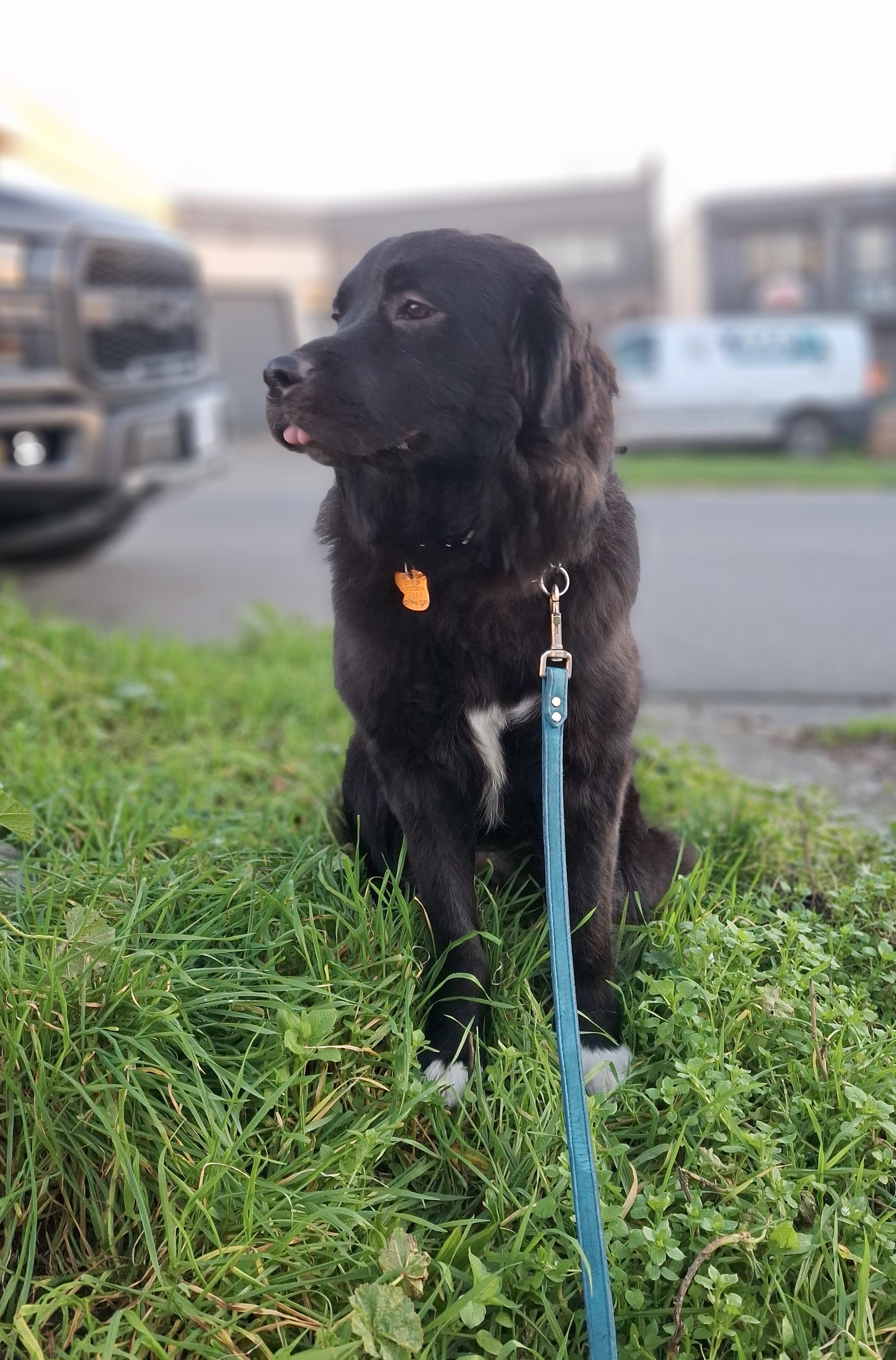 Enlarge June, a ADOPTABLE mixed breed in Victoria, BC image 3/5