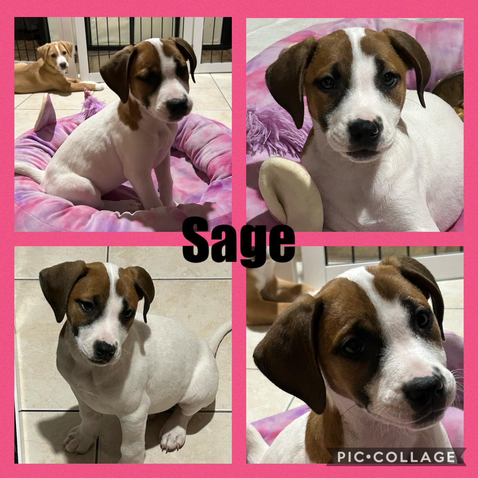 Enlarge Sage, a Adoptable Hound in Walnutport, PA image 1/1