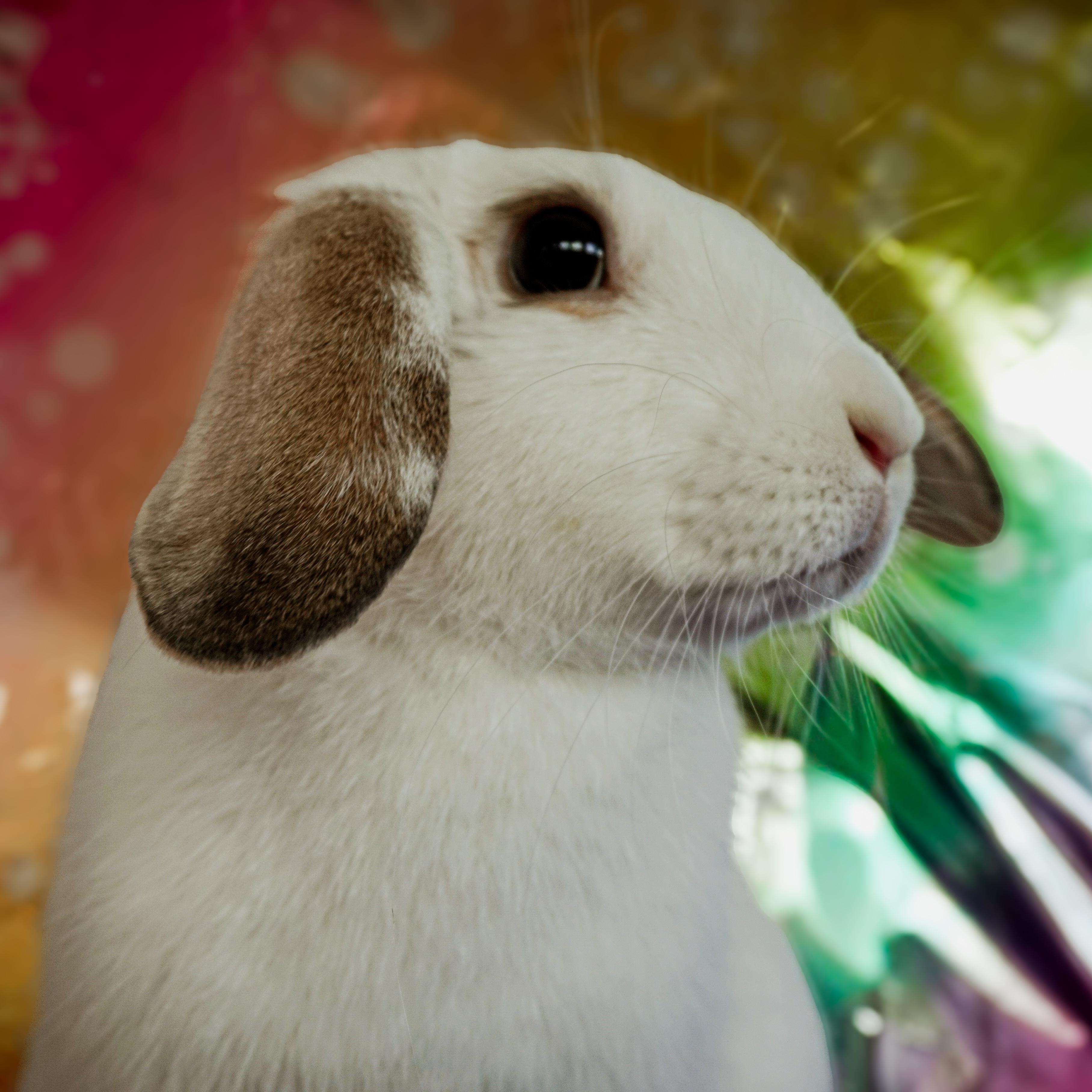 Enlarge Whisper, a ADOPTABLE Lop Eared in Long Beach, CA image 2/3