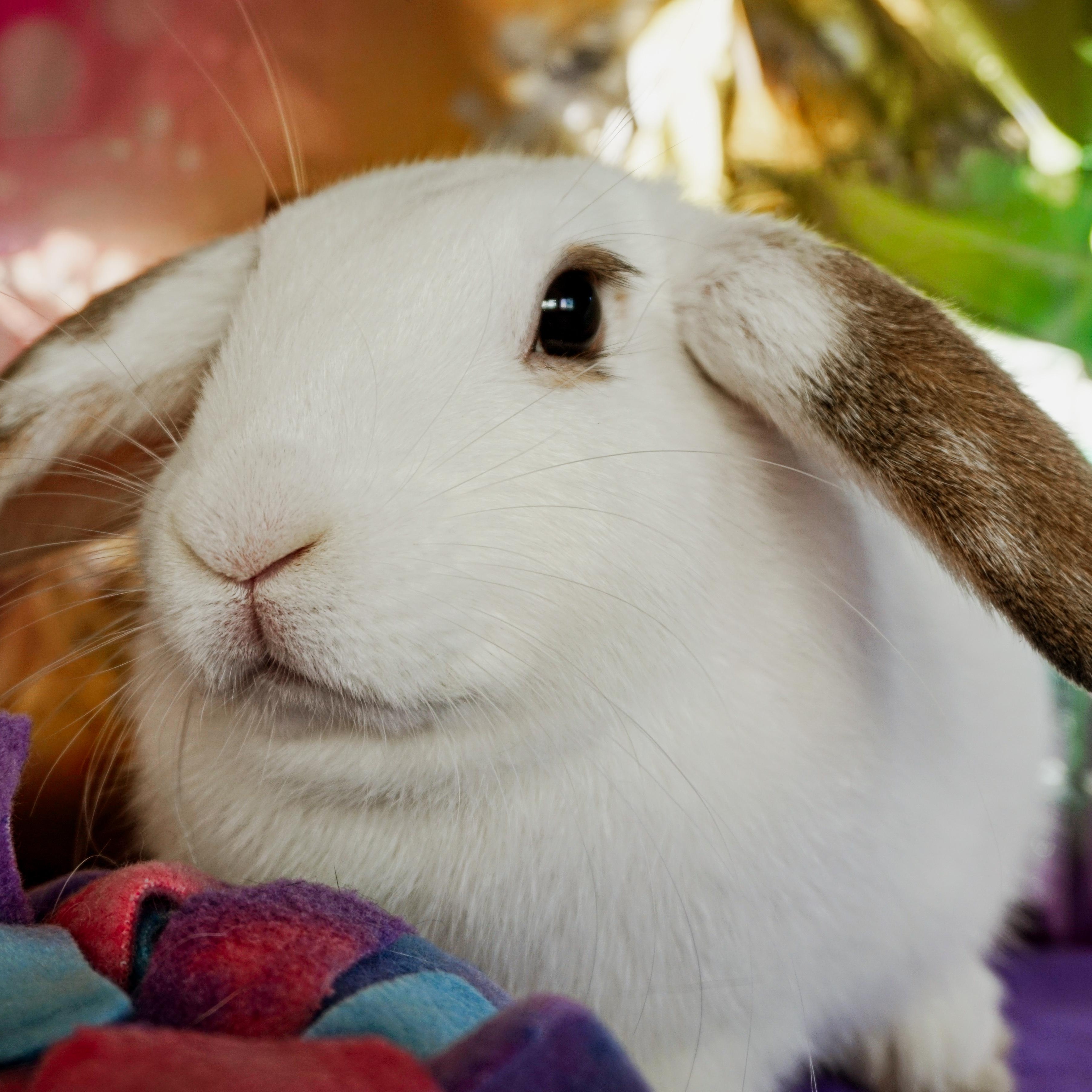 Whisper, ADOPTABLE, Adult Female Lop Eared.