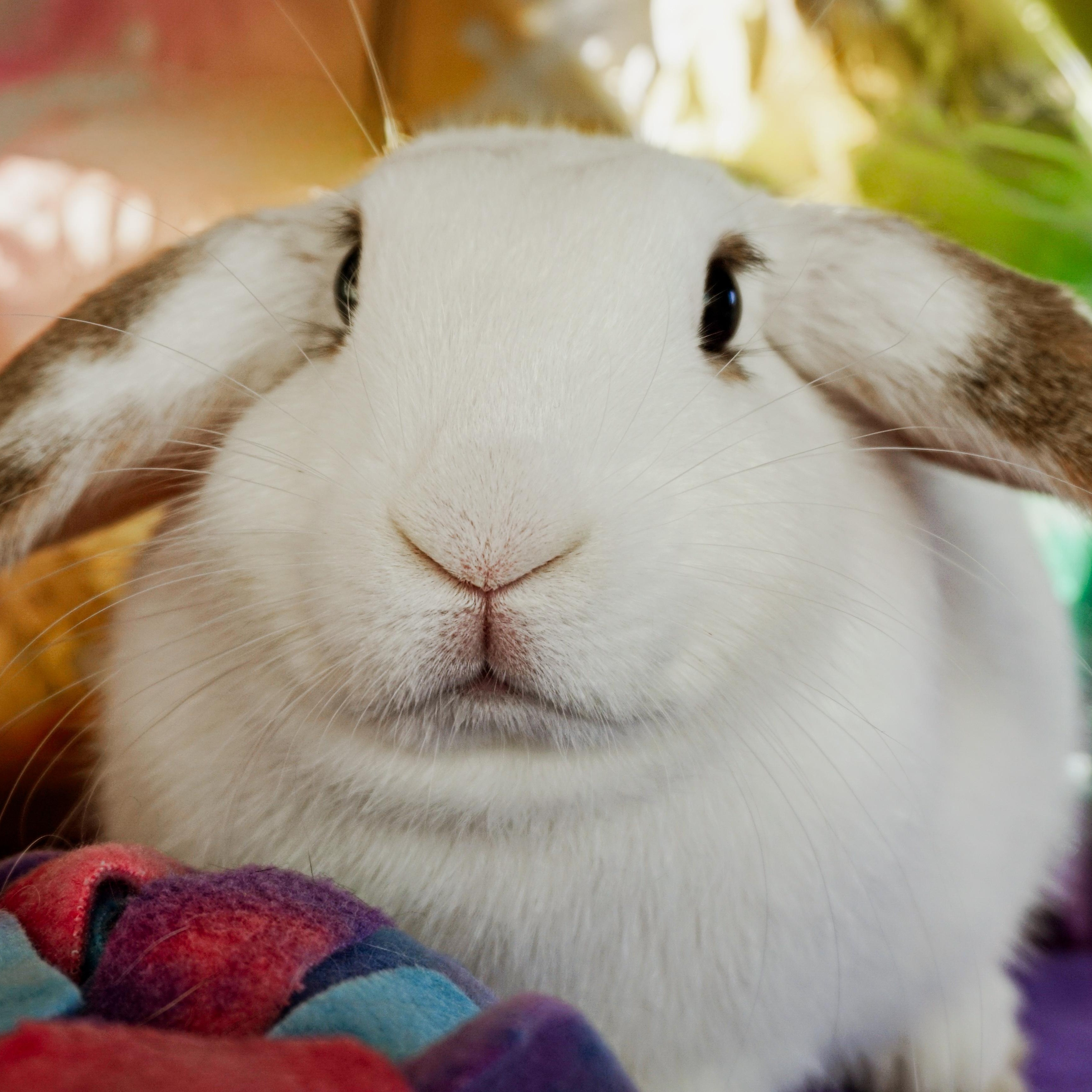 Enlarge Whisper, a ADOPTABLE Lop Eared in Long Beach, CA image 3/3