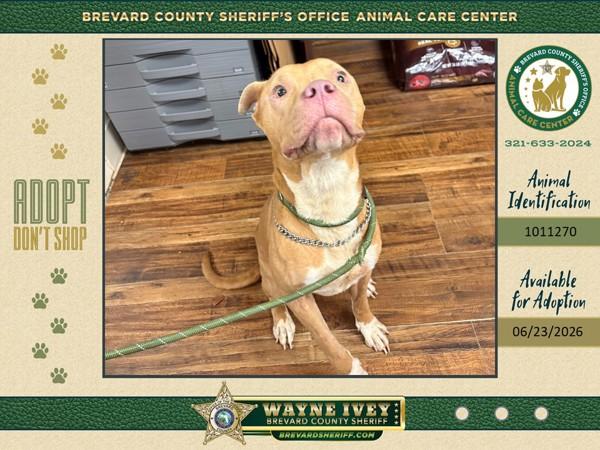 Dancer, Adoptable, Senior Male Mixed Breed.
