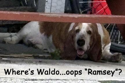 RAMSEY, a Adoptable Basset Hound in Mays Landing, NJ image 1/3