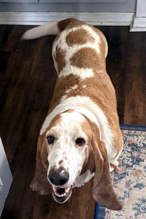 RAMSEY, a Adoptable Basset Hound in Mays Landing, NJ image 2/3
