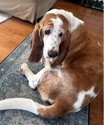 RAMSEY, a Adoptable Basset Hound in Mays Landing, NJ image 3/3