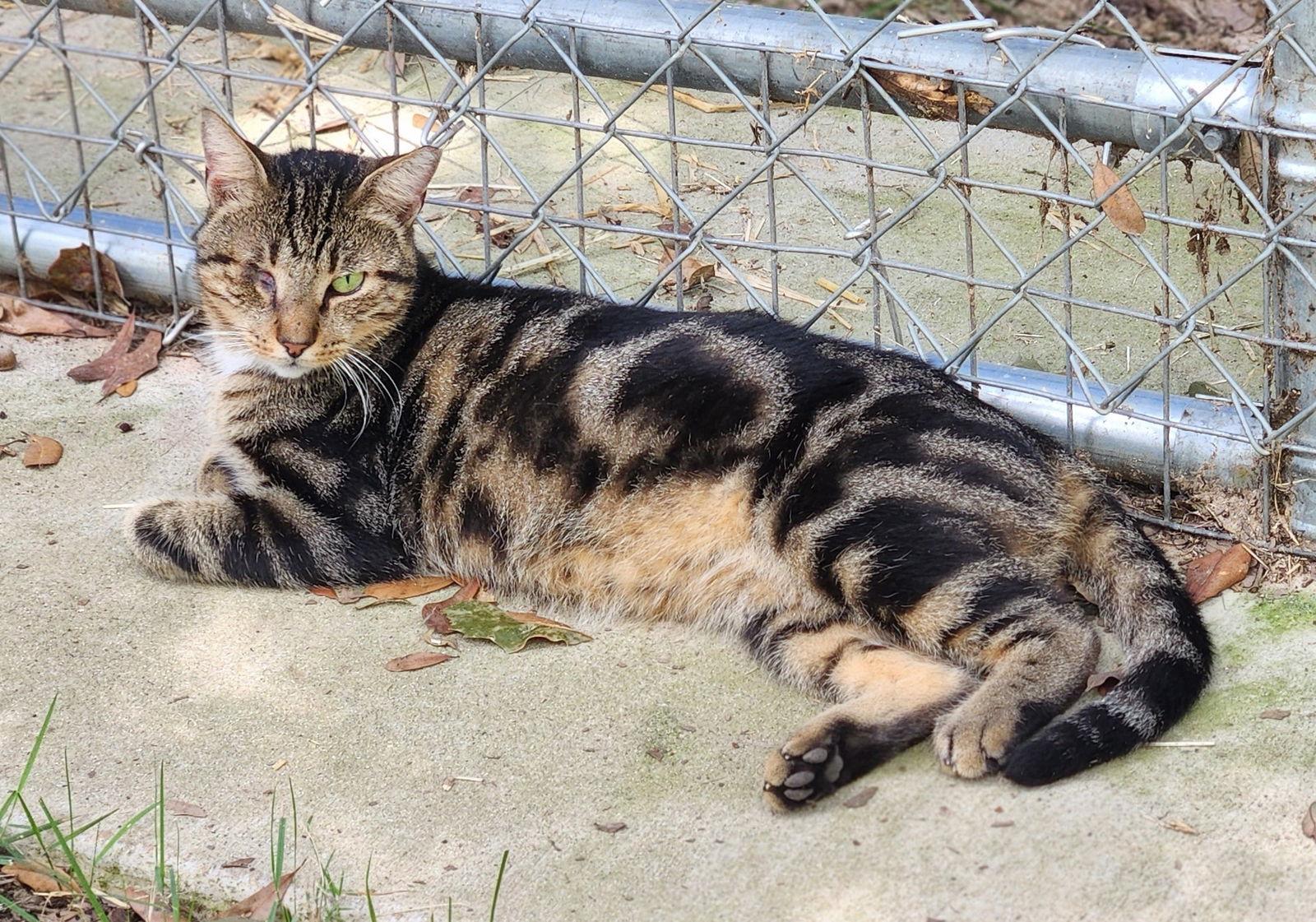 Crabby Pants, Adoptable, Adult Male Tabby & Domestic Short Hair.