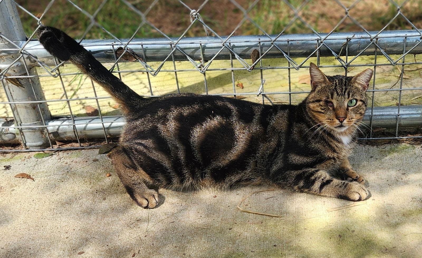 Enlarge Crabby Pants, a Adoptable mixed breed in Magnolia Springs, AL image 2/3