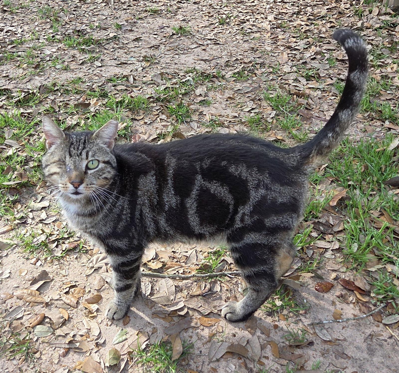 Enlarge Crabby Pants: The one eyed sweety!, a Adoptable mixed breed in Magnolia Springs, AL image 2/3