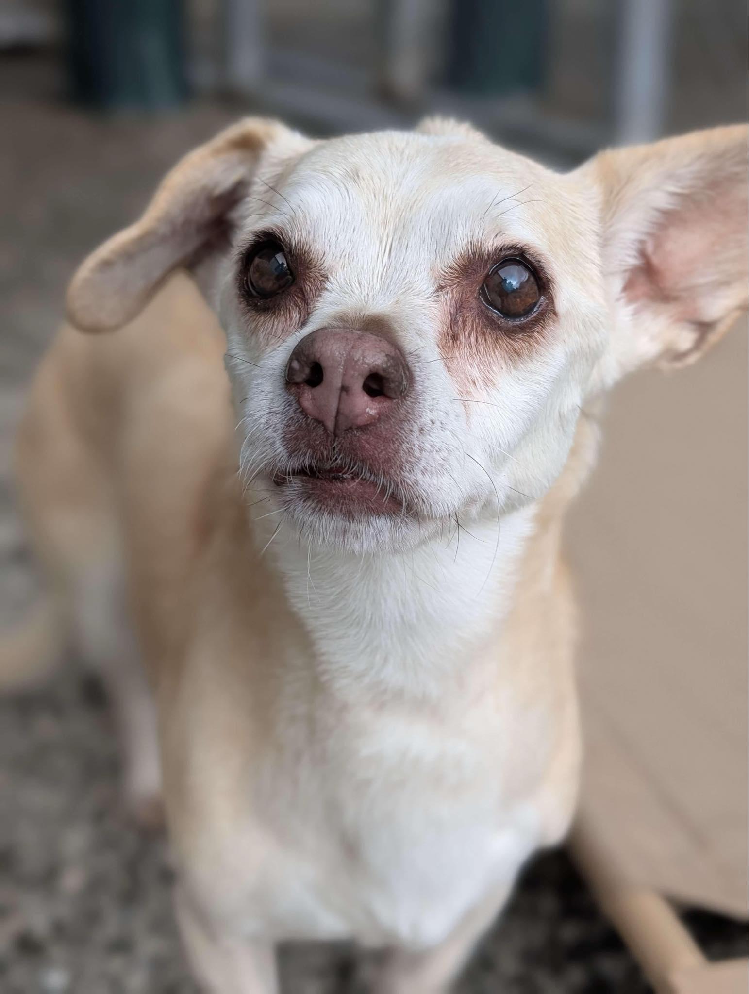 Gloria, an adoptable Chiweenie in Greenville, SC, 29605 | Photo Image 2