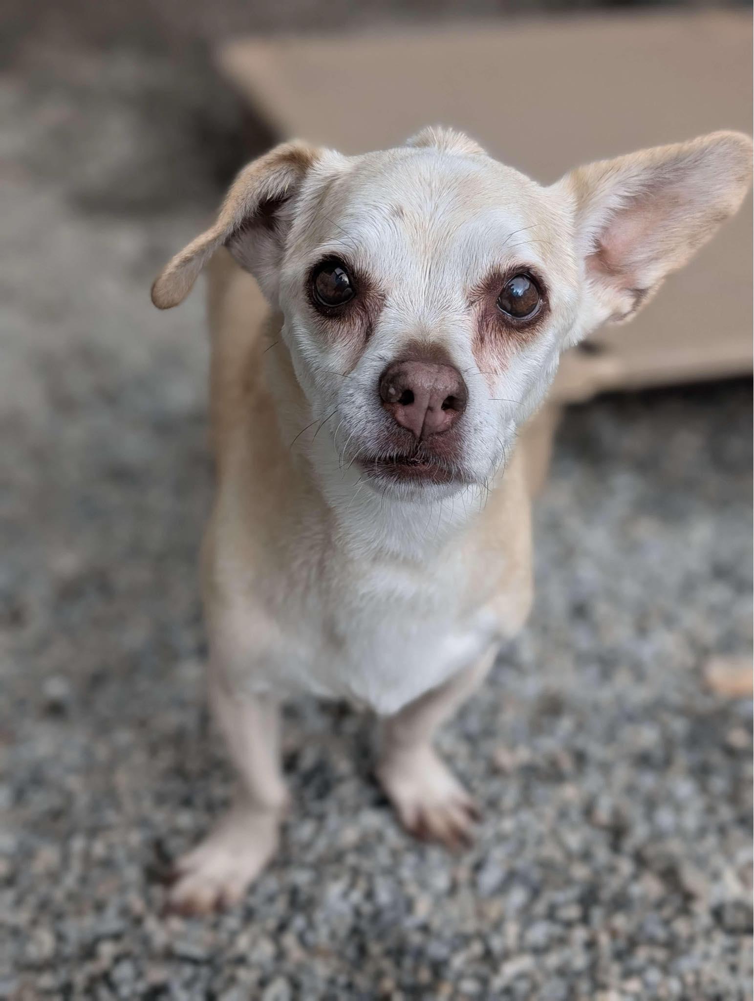 Gloria, an adoptable Chiweenie in Greenville, SC, 29605 | Photo Image 4