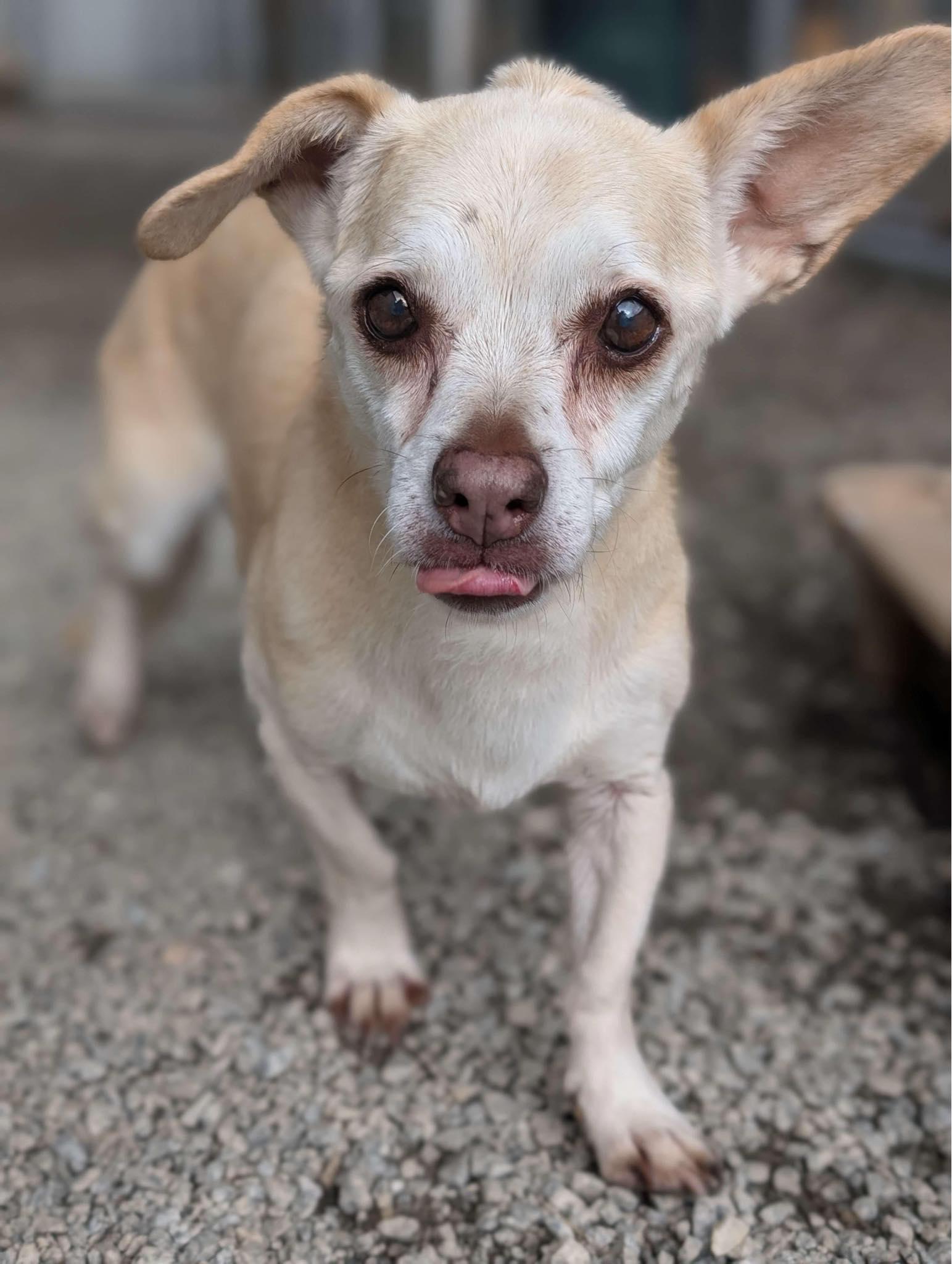 Gloria, an adoptable Chiweenie in Greenville, SC, 29605 | Photo Image 3