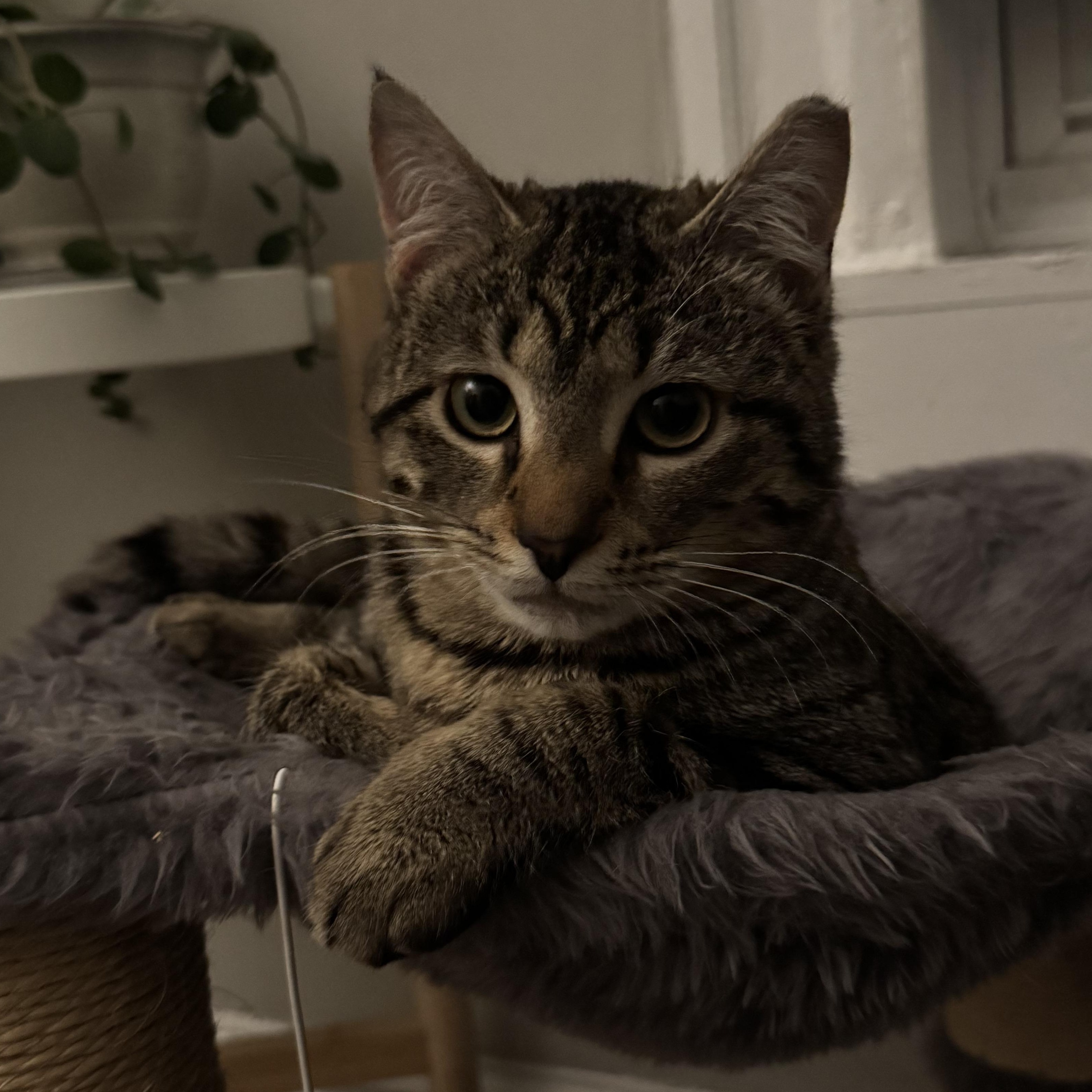Enlarge Rhubarb, a ADOPTABLE mixed breed in Hyattsville, MD image 5/6