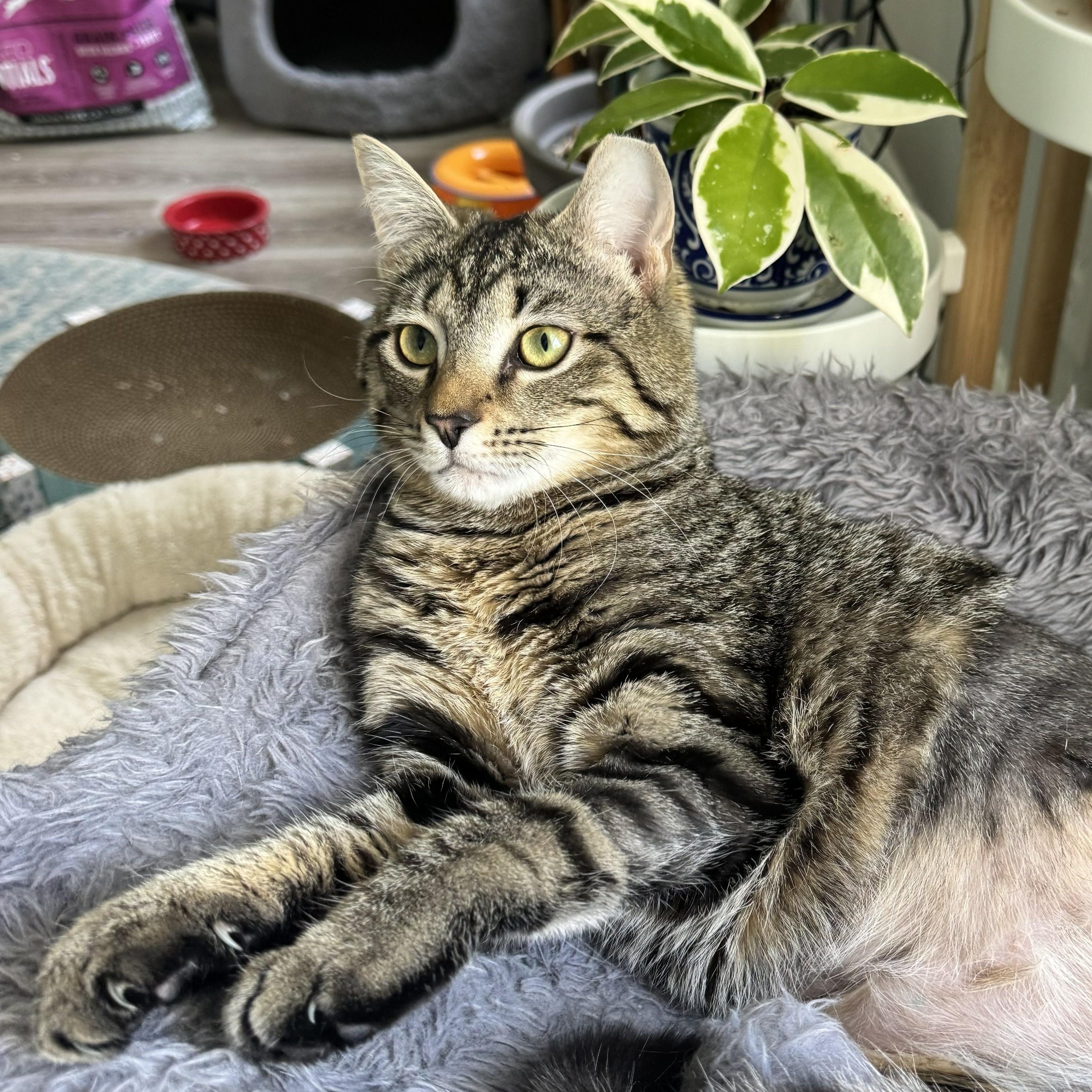 Enlarge Rhubarb, a ADOPTABLE mixed breed in Hyattsville, MD image 5/6