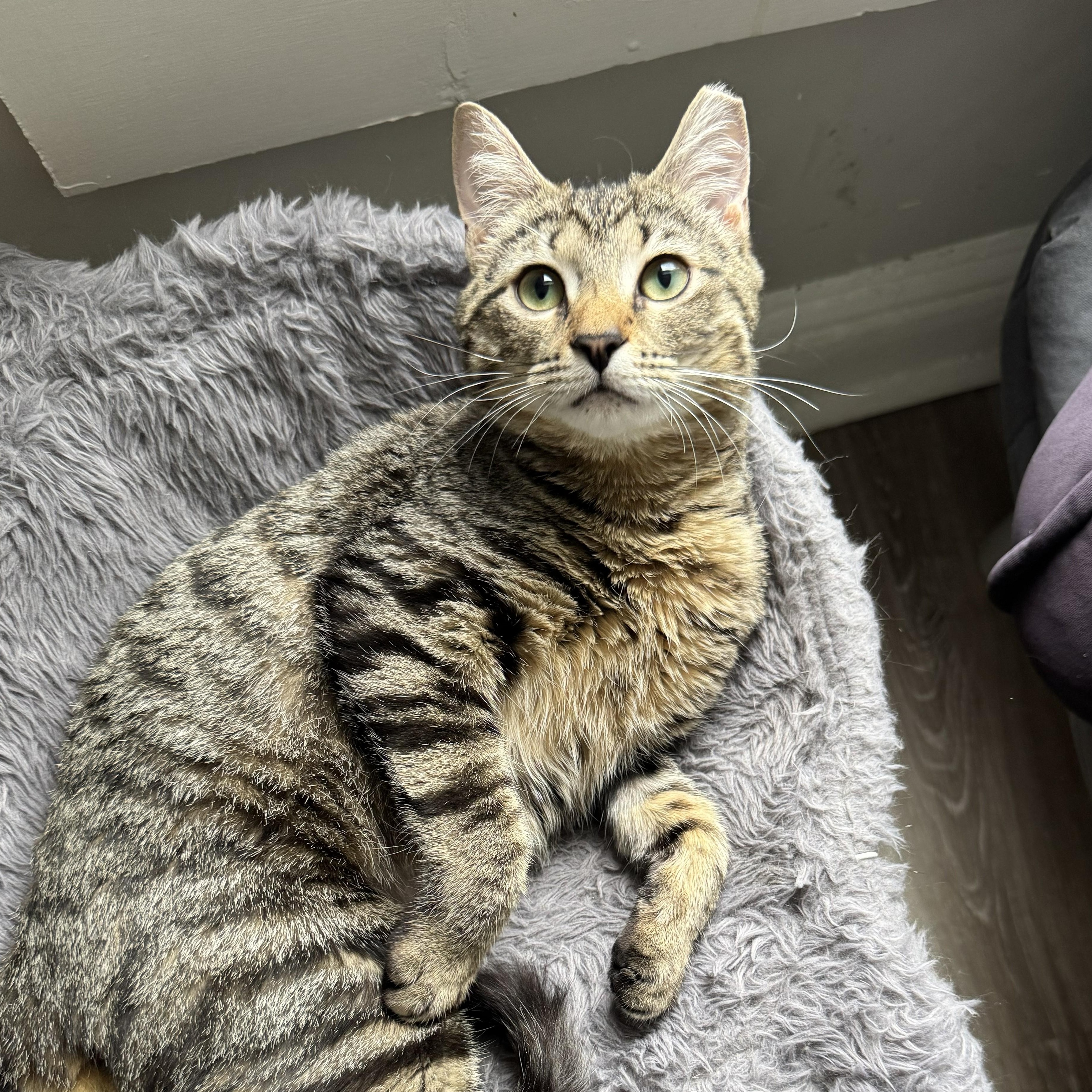 Rhubarb, ADOPTABLE, Kitten Female Tabby & Domestic Short Hair.