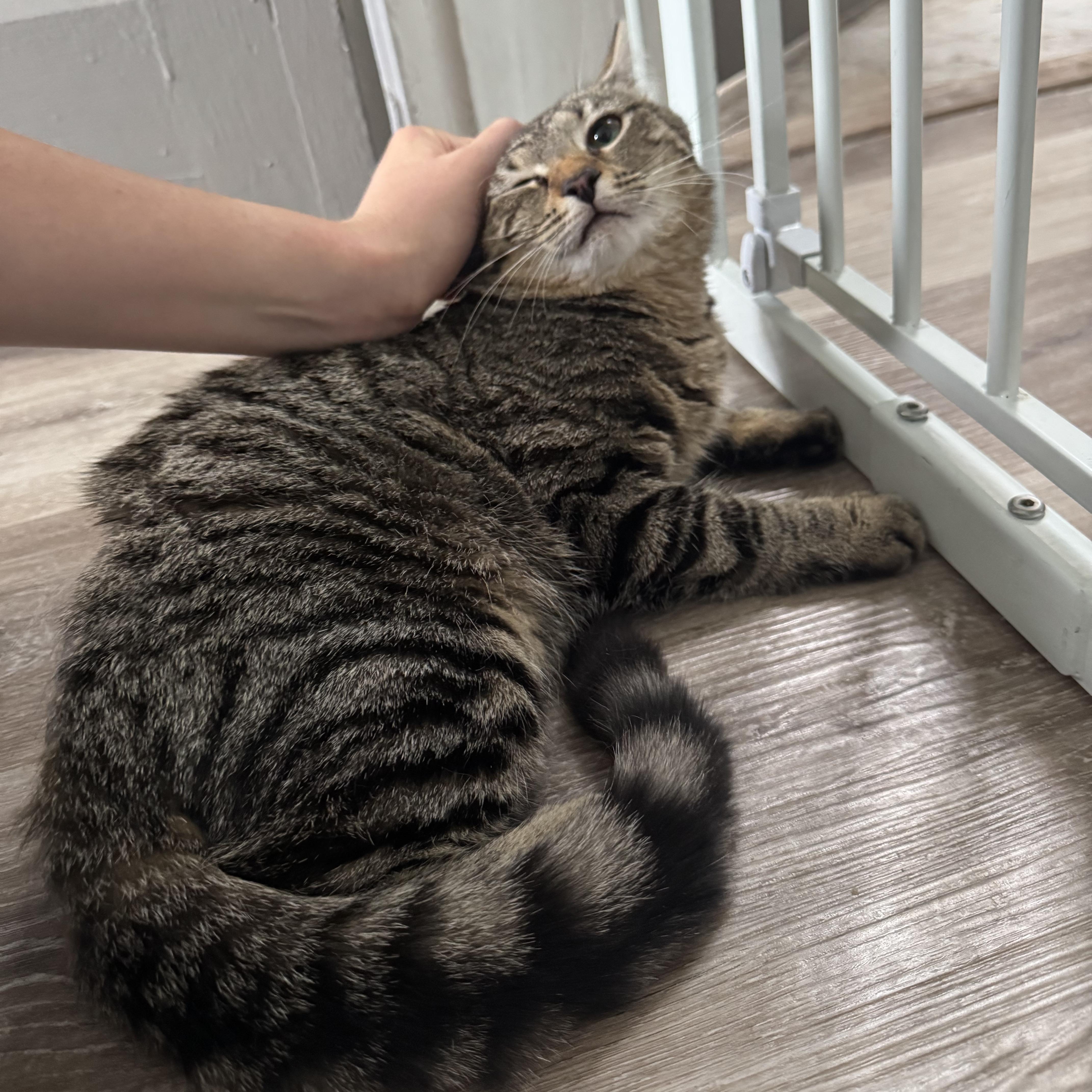 Enlarge Rhubarb, a ADOPTABLE mixed breed in Hyattsville, MD image 6/6