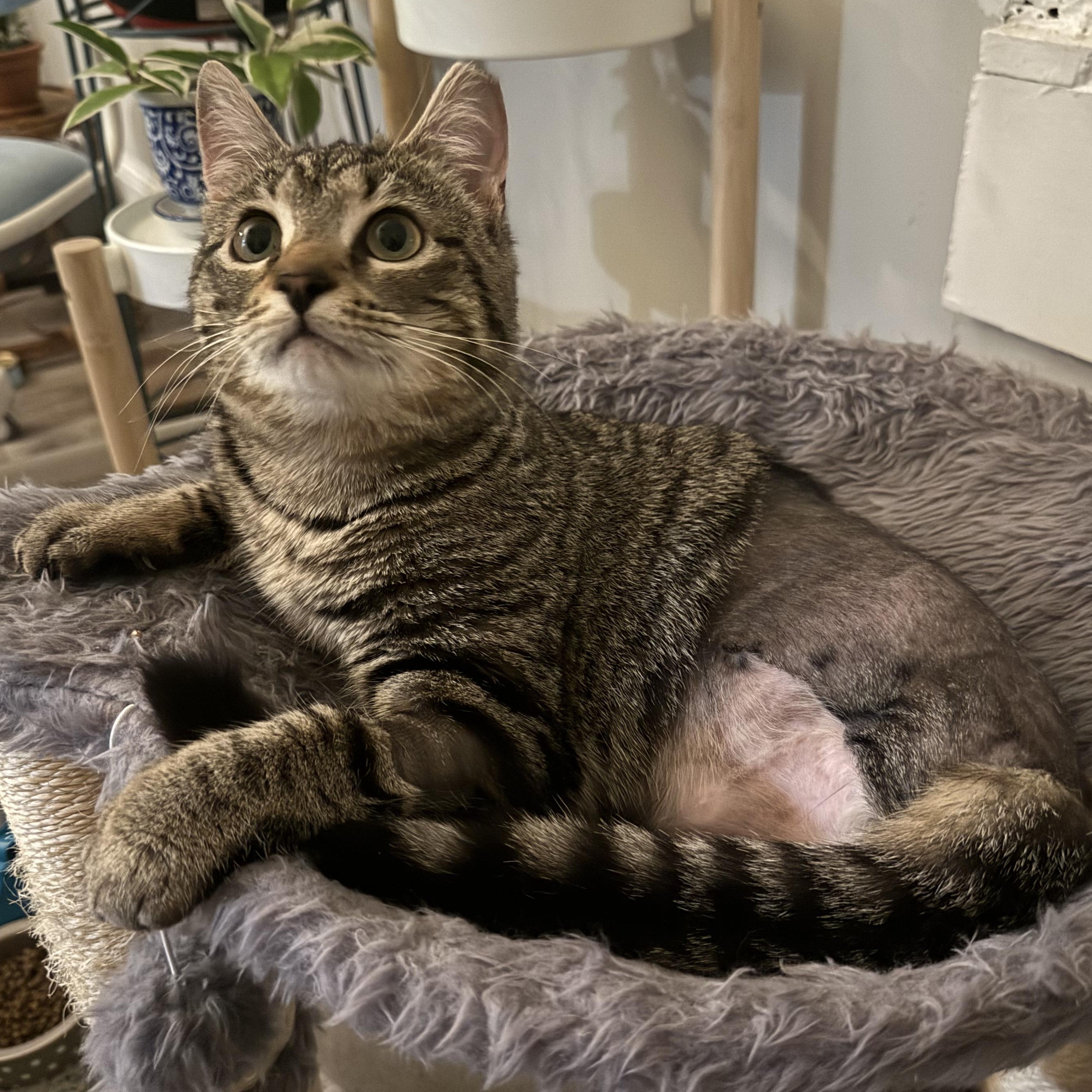 Rhubarb, ADOPTABLE, Kitten Female Tabby & Domestic Short Hair.