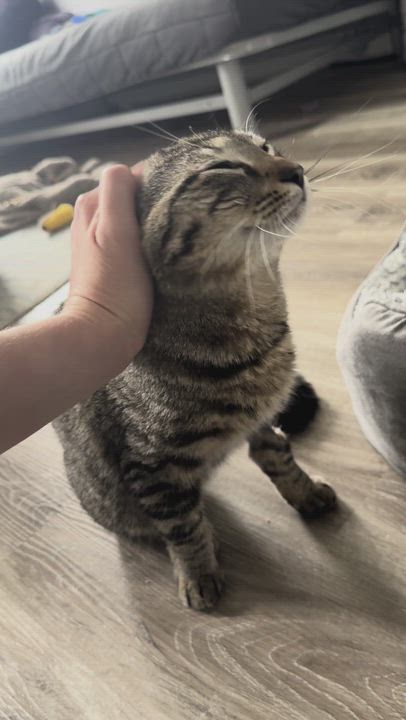 Enlarge Rhubarb, a ADOPTABLE mixed breed in Hyattsville, MD video 2/6