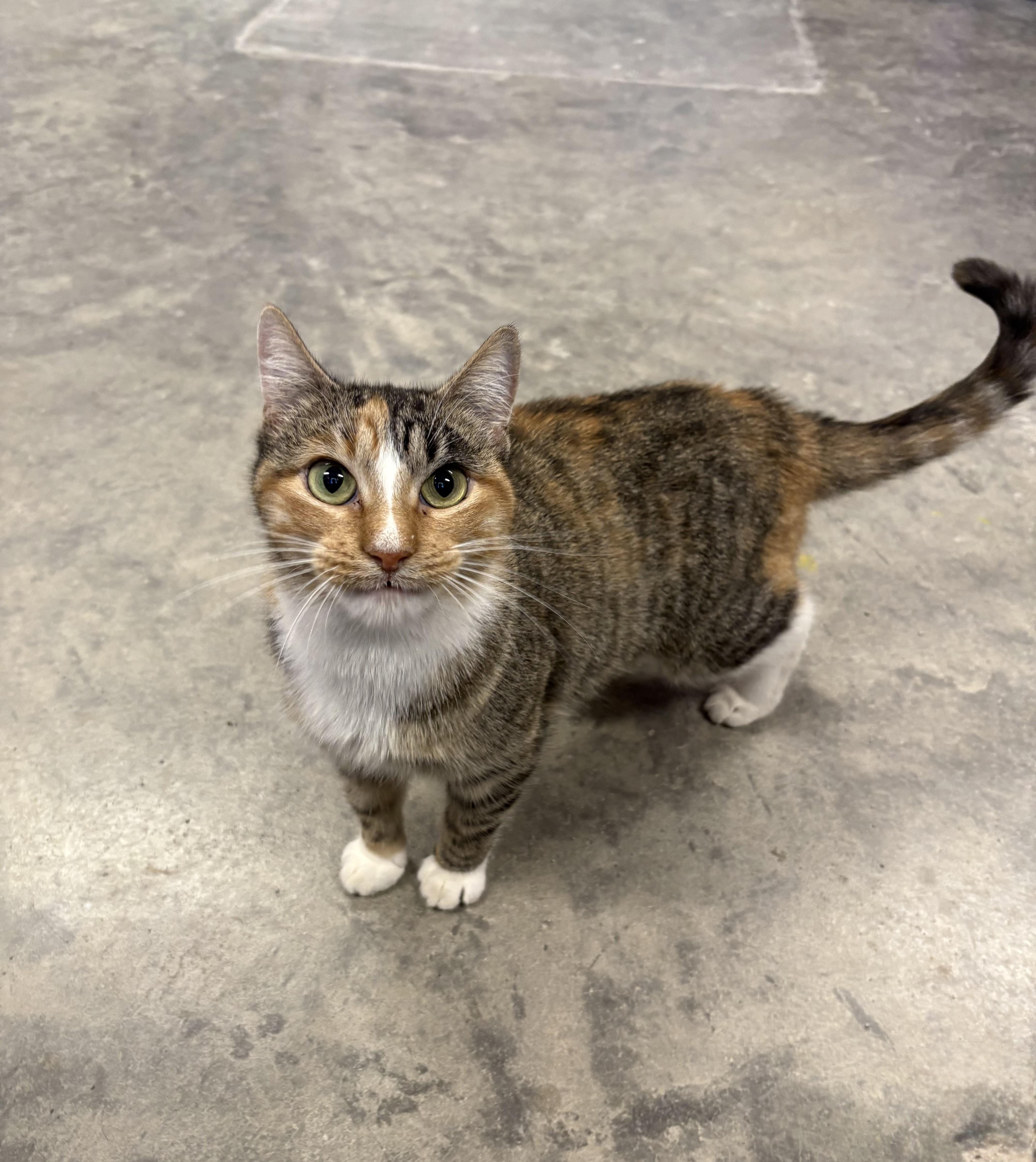 Tilly, ADOPTABLE, Adult Female Domestic Short Hair.