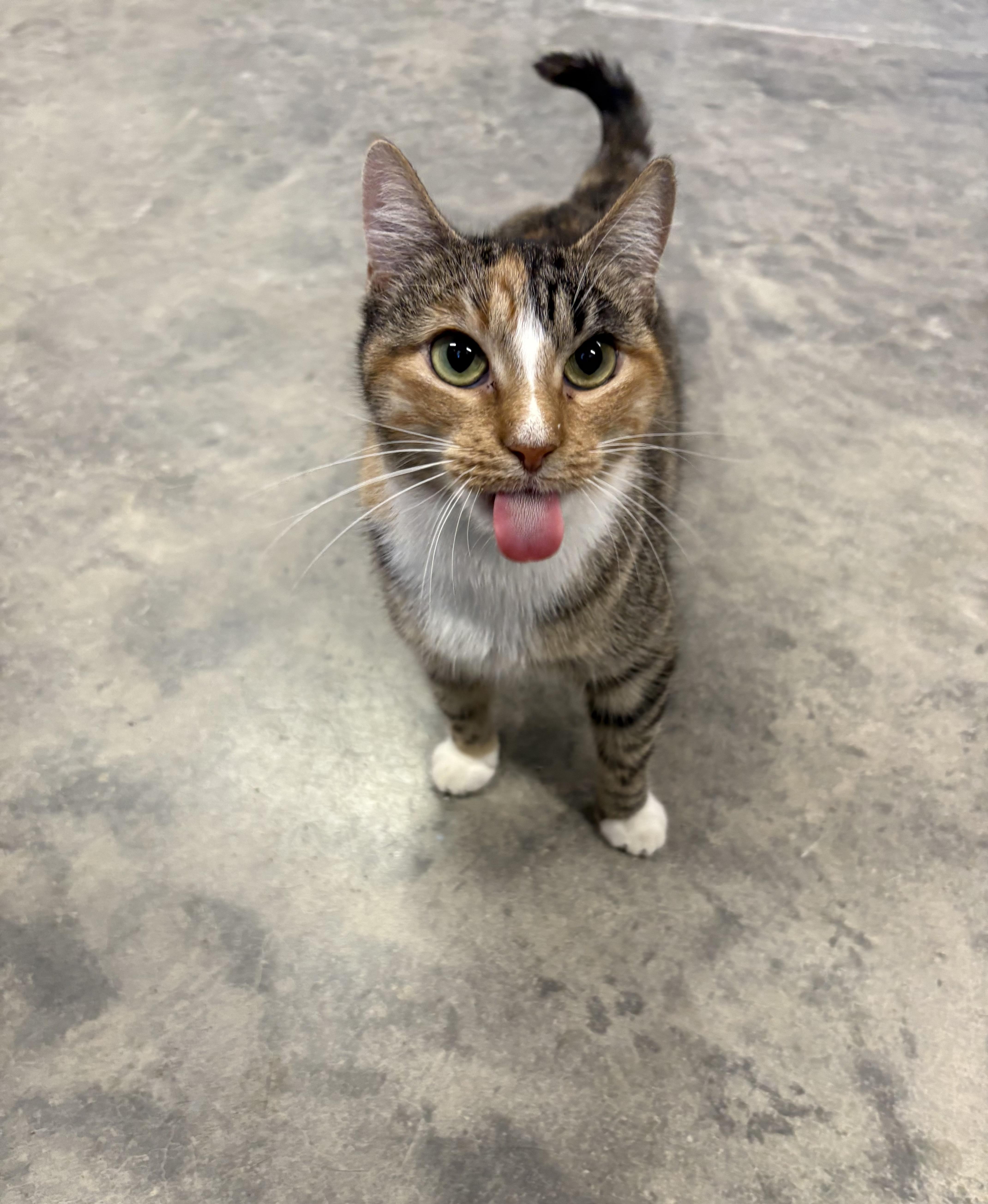 Enlarge Tilly, a ADOPTABLE mixed breed in Webster, TX image 2/4