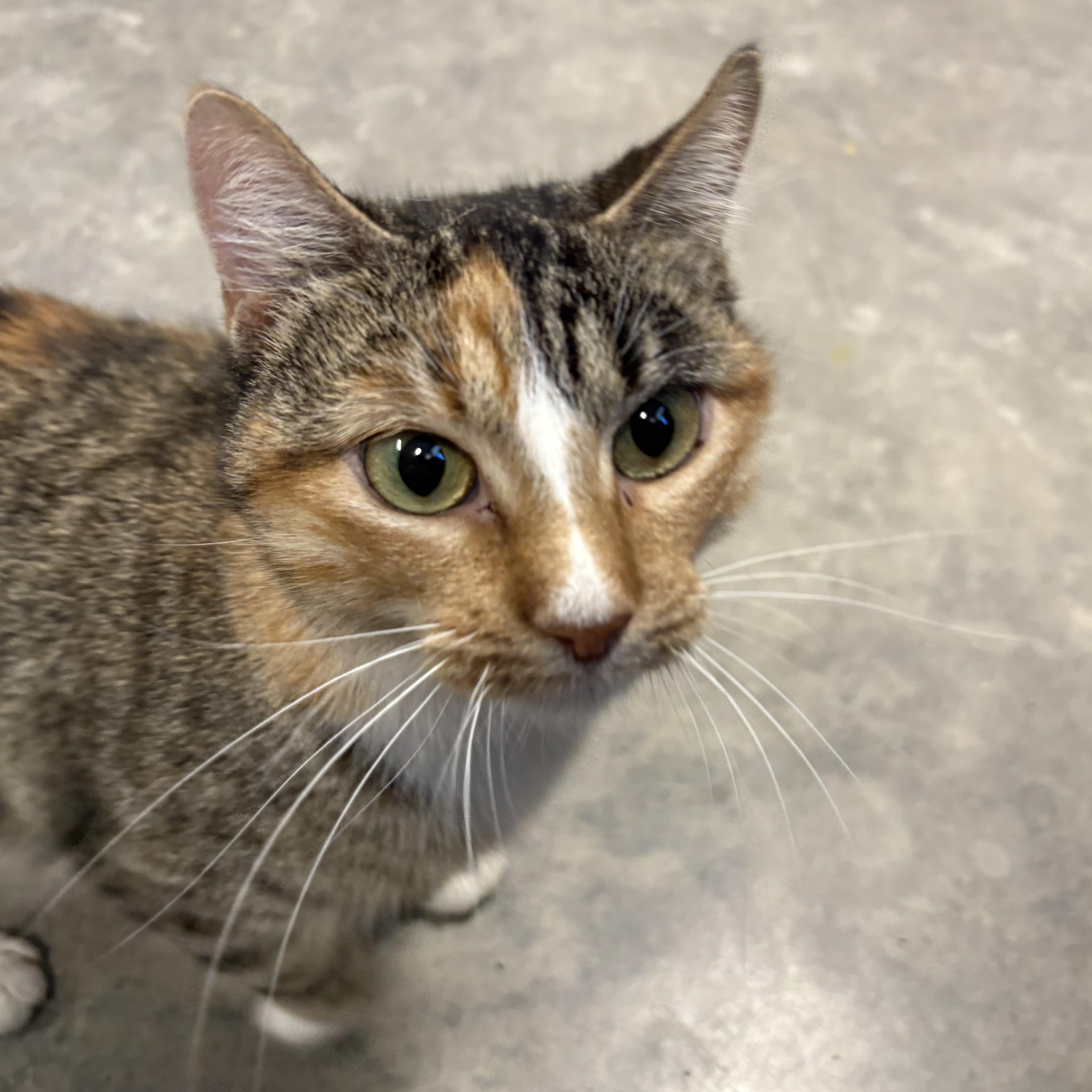 Tilly, ADOPTABLE, Adult Female Domestic Short Hair.