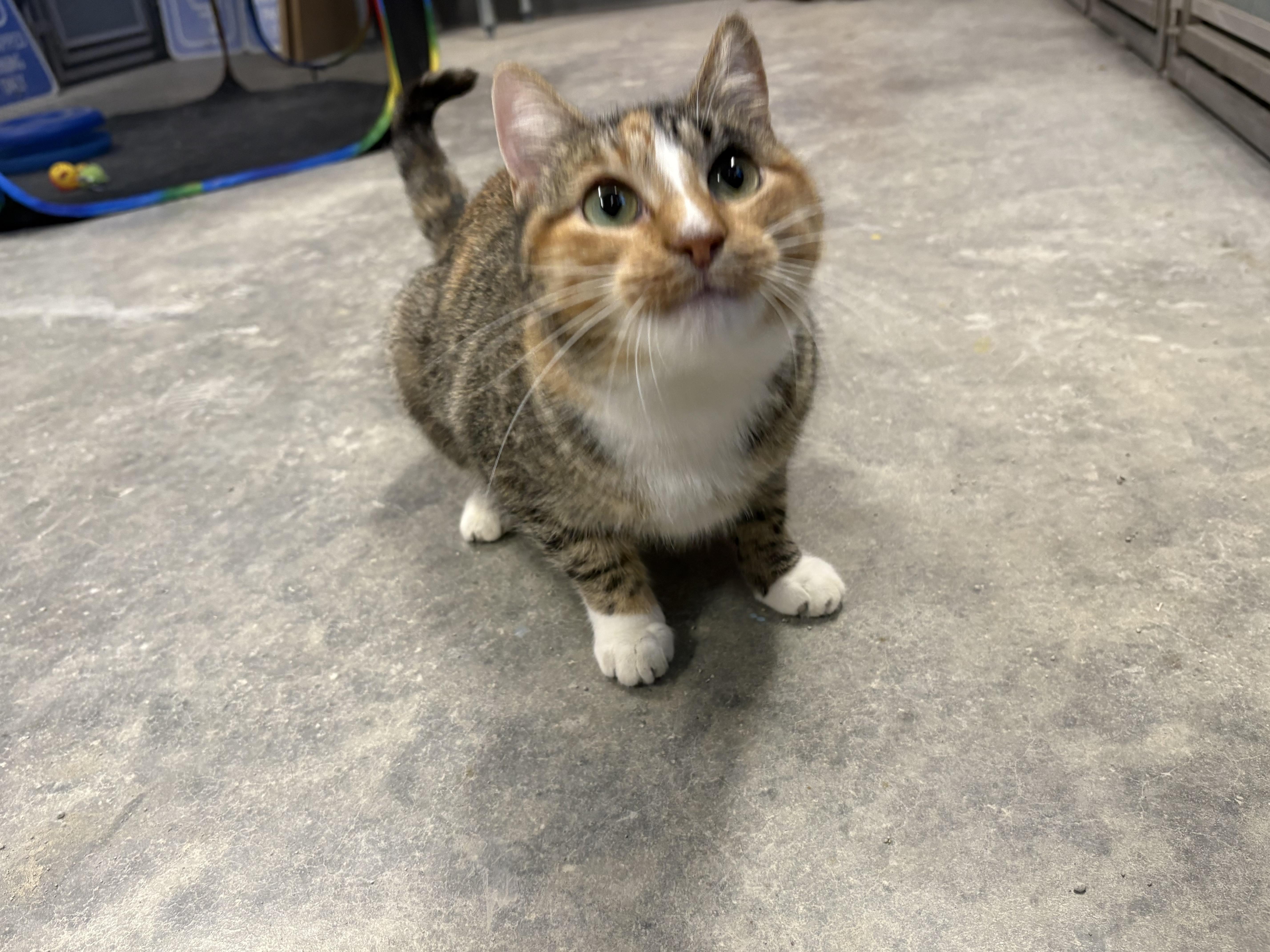 Enlarge Tilly, a ADOPTABLE mixed breed in Webster, TX image 4/4